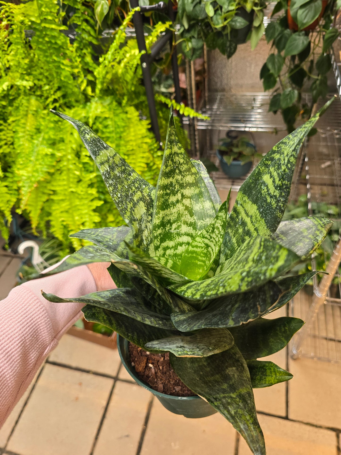 Sansevieria Birdnest 6" - Not Pet Friendly - Pick Your Plant Option - Live Indoor Plant