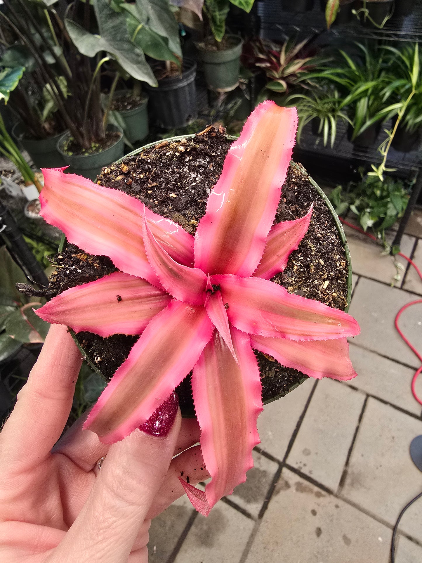 Bromeliad Cryptanthus Bivittatus 4" - Pet Friendly - Pick Your Plant Option - Live Indoor Plant