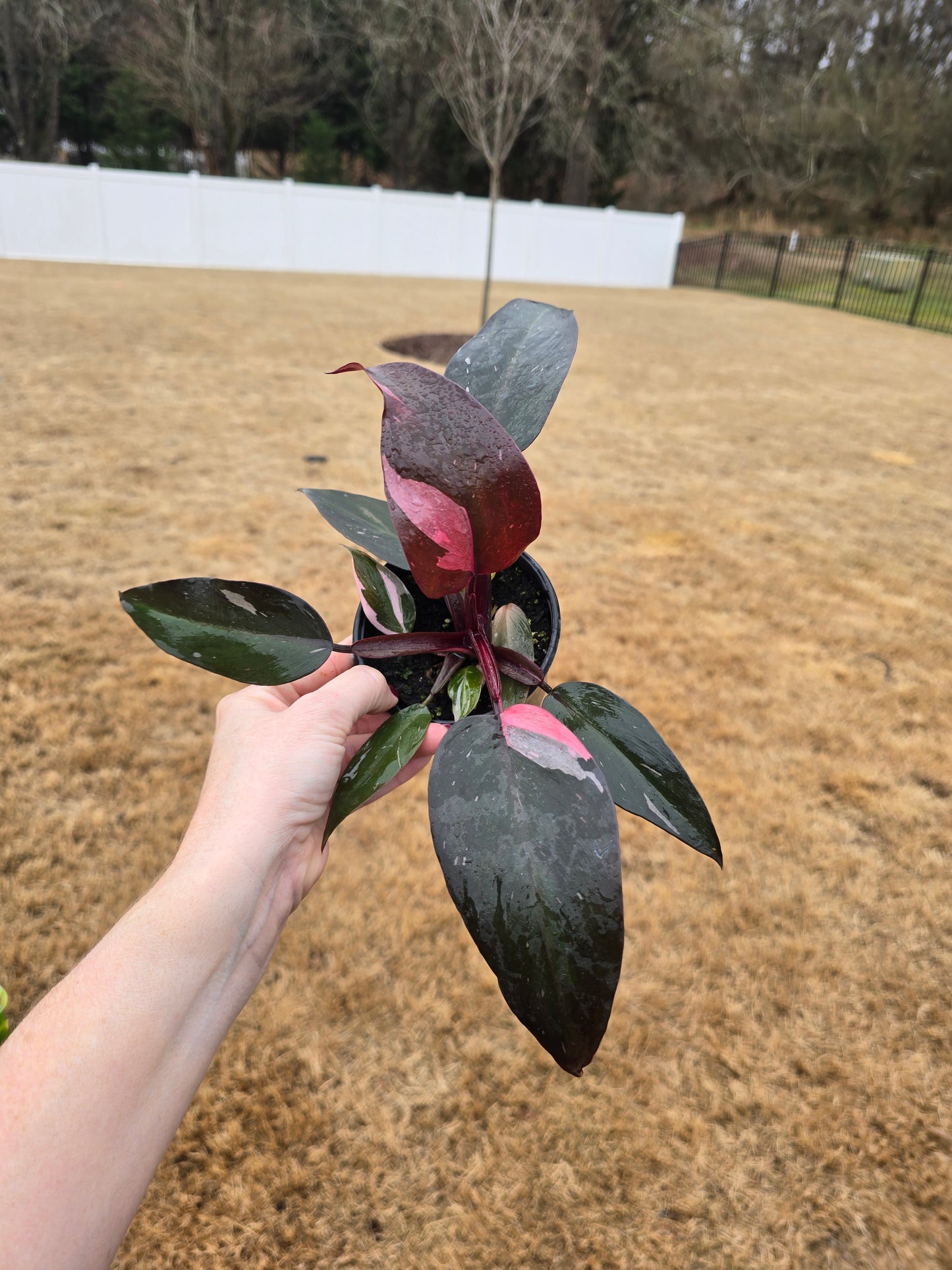 Philodendron Pink Princess 4" - Not Pet Friendly - Pick Your Plant Option - Live Indoor Plant