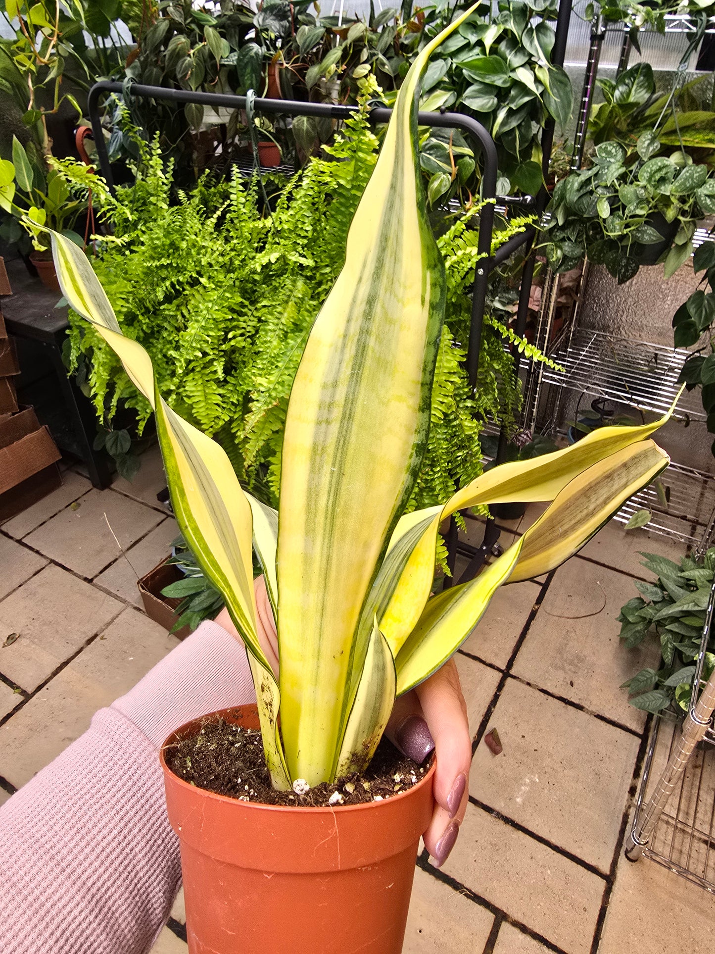 Sansevieria Gold Dust 4" - Not Pet Friendly - Pick Your Plant Option - Live Indoor Plant