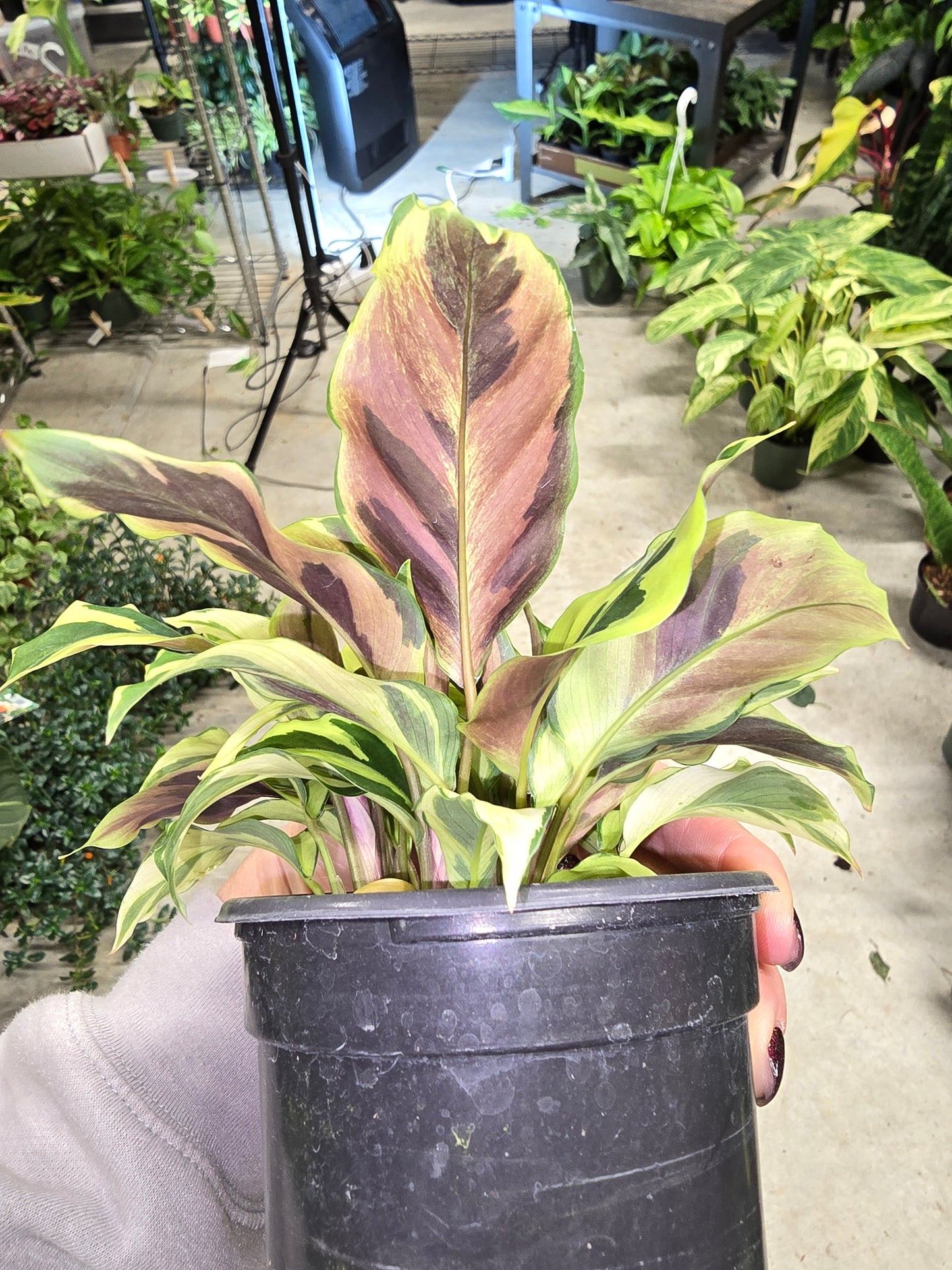 Calathea Louisae Thai Beauty 4" - Pet Friendly - Pick Your Plant Option - Live Indoor Plant