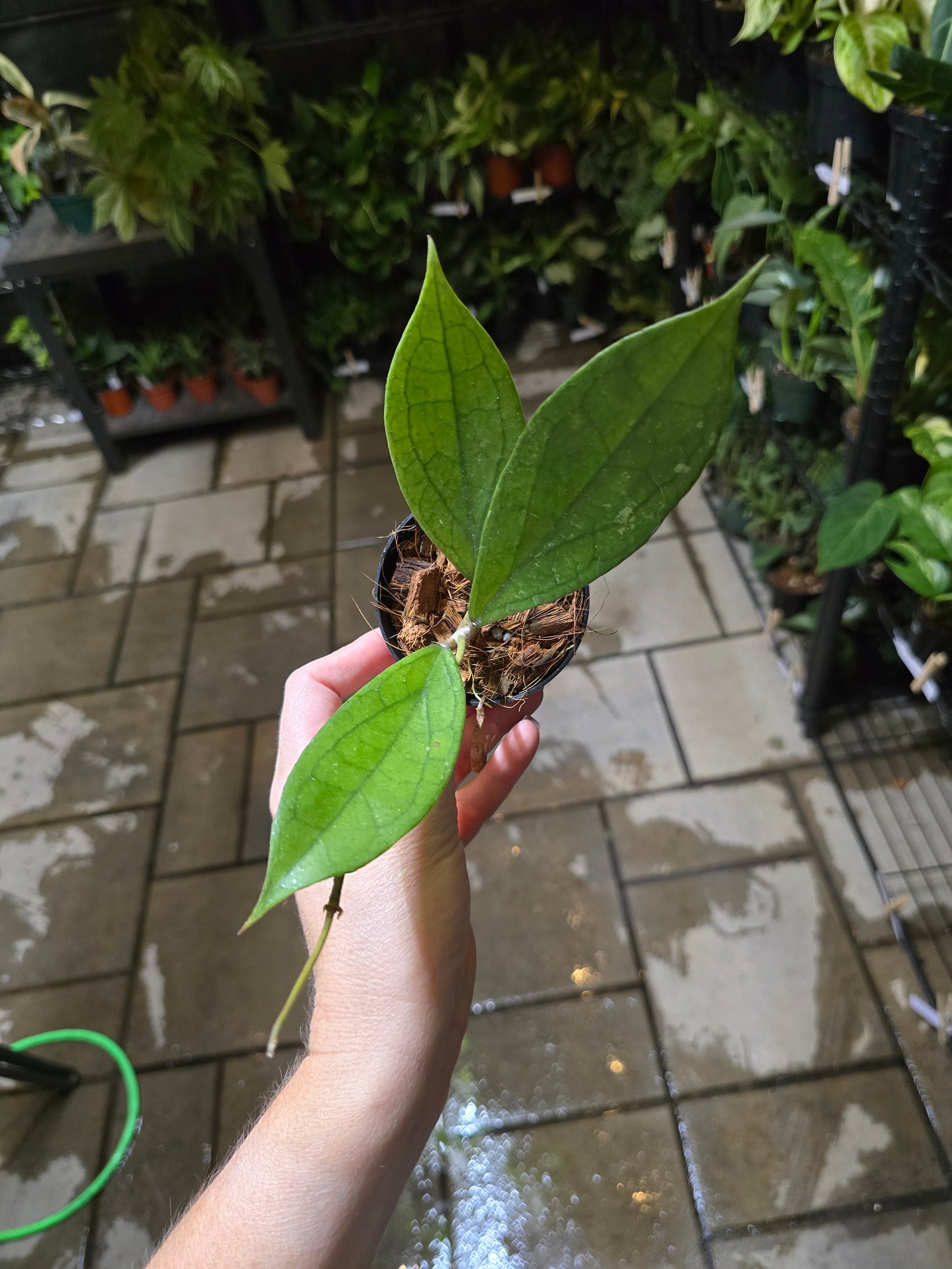 Hoya Jennifer (incrassata x finlaysonii) 3" - Pet Friendly - Pick Your Plant Option - Live Indoor Plant