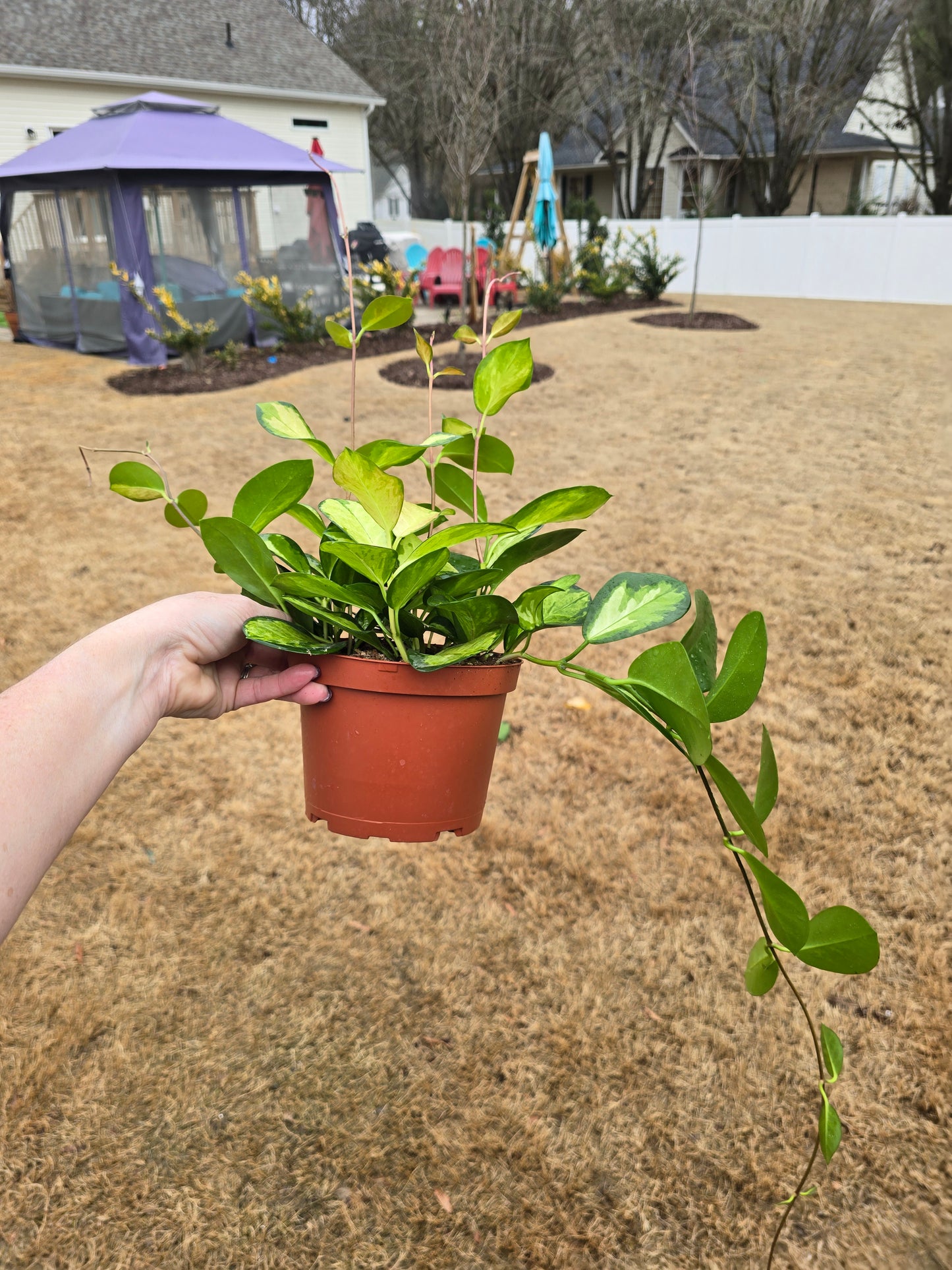 Hoya Australis Lisa 6" - Pet Friendly - Pick Your Plant Option - Live Indoor Plant
