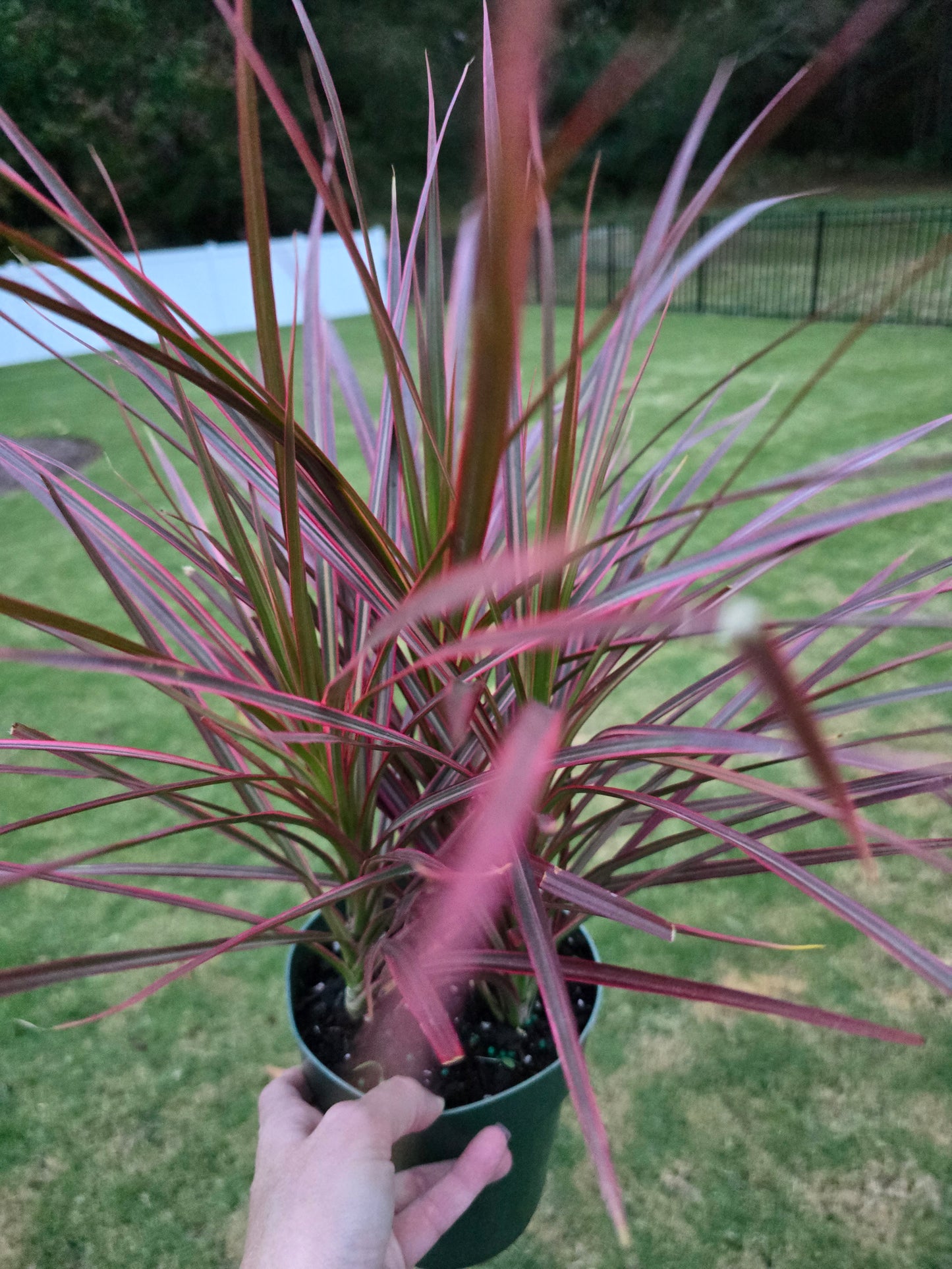 Dracaena Marginata 'Colorama' 6” - Not Pet Friendly - Pick Your Plant Option - Live Indoor Plant