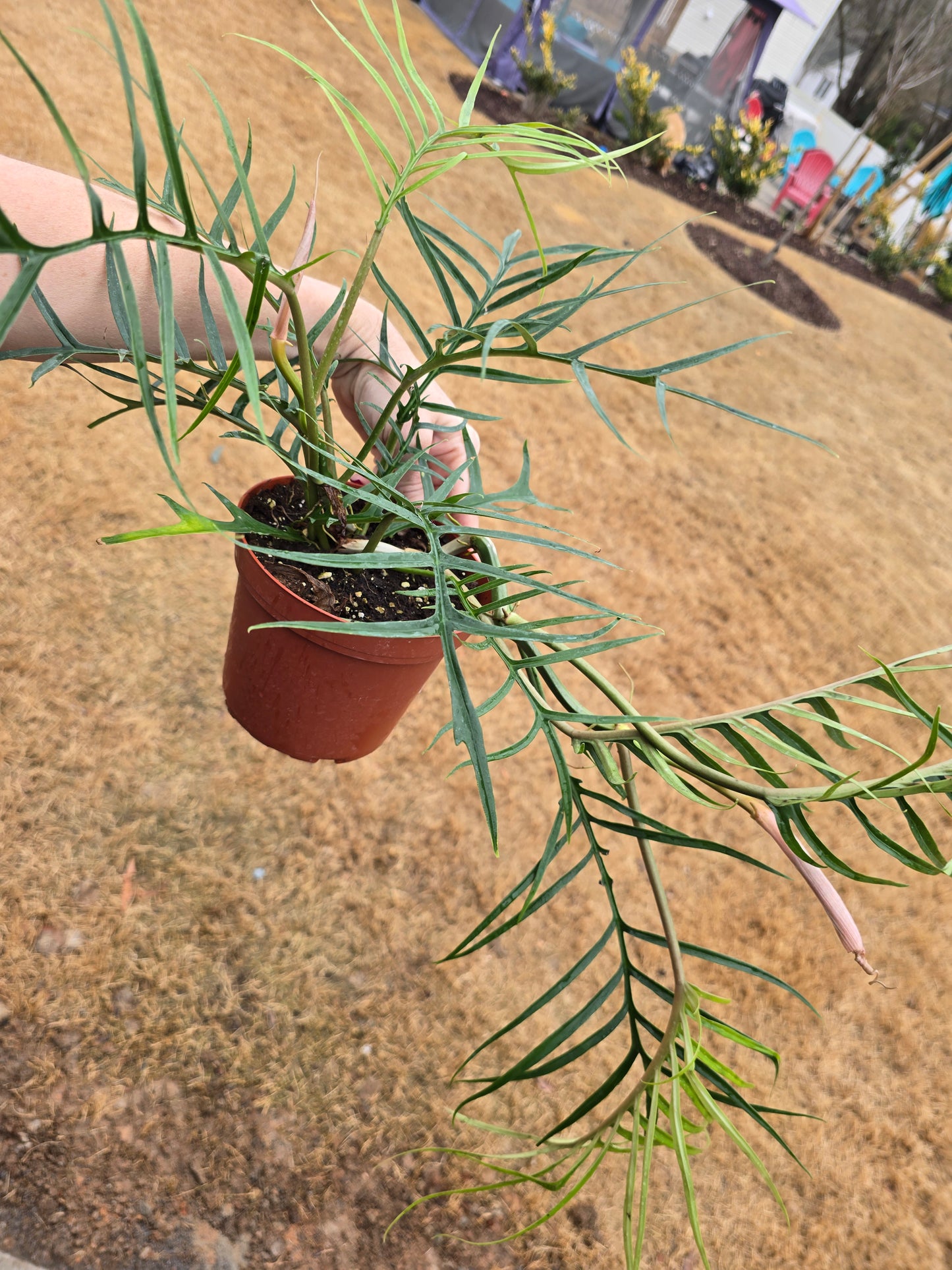 Philodendron Tortum 6" - Not Pet Friendly - Pick Your Plant Option - Live Indoor Plant