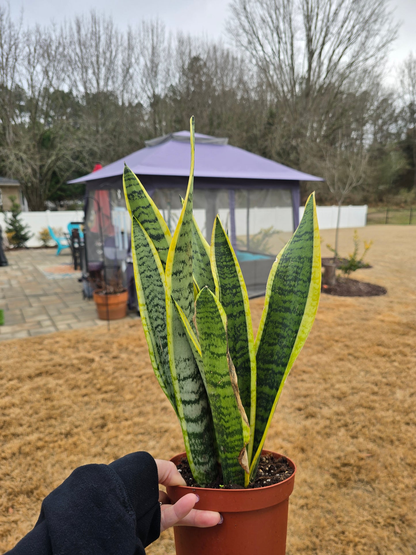 Sansevieria Laurentii 6" - Not Pet Friendly - Pick Your Plant Option - Live Indoor Plant