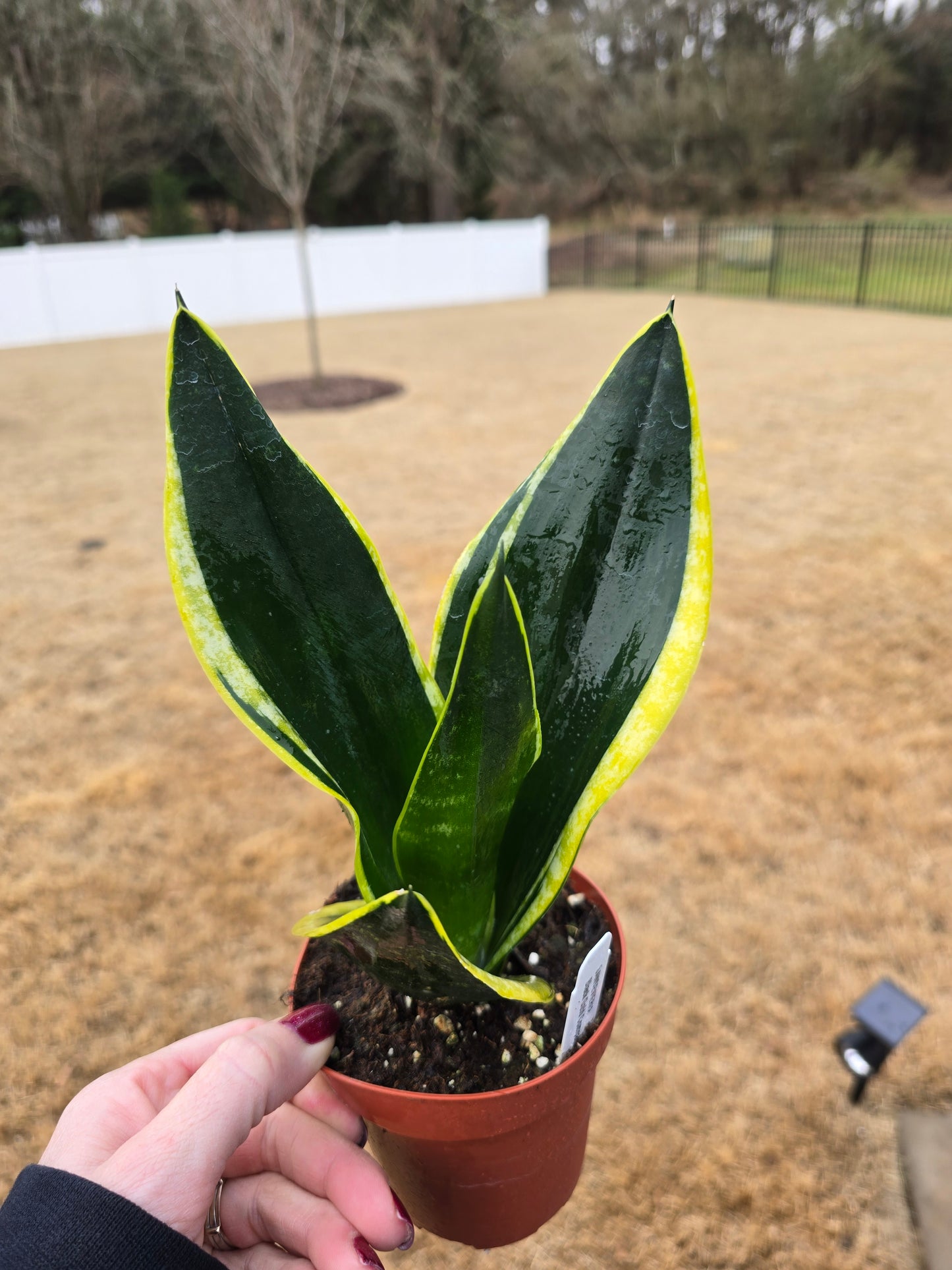 Sansevieria Black Gold Compacta 4" - Not Pet Friendly - Pick Your Plant Option - Live Indoor Plant