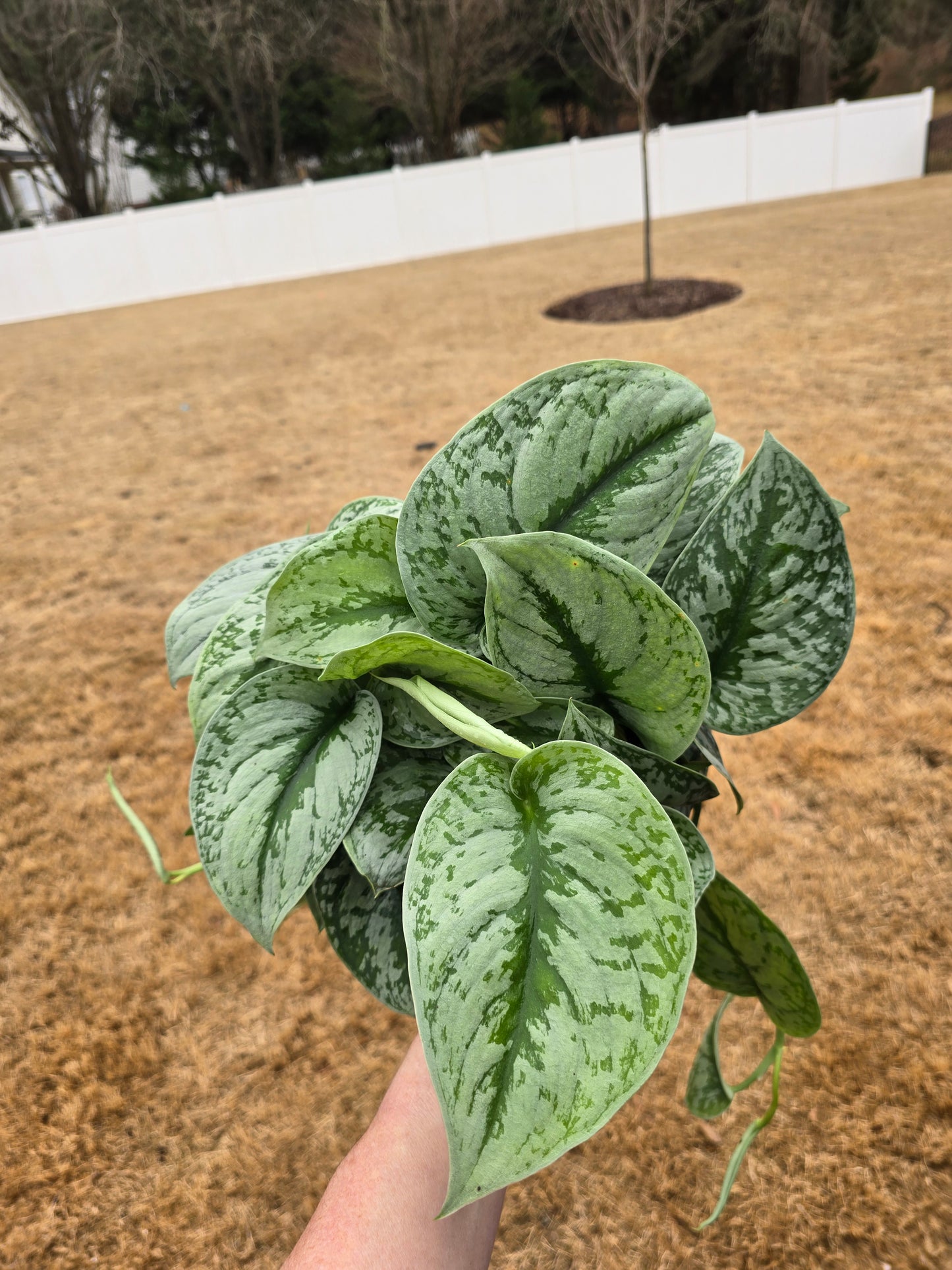 Scindapsus Pictus Silver Cloud 6" - Not Pet Friendly - Pick Your Plant Option - Live Indoor Plant