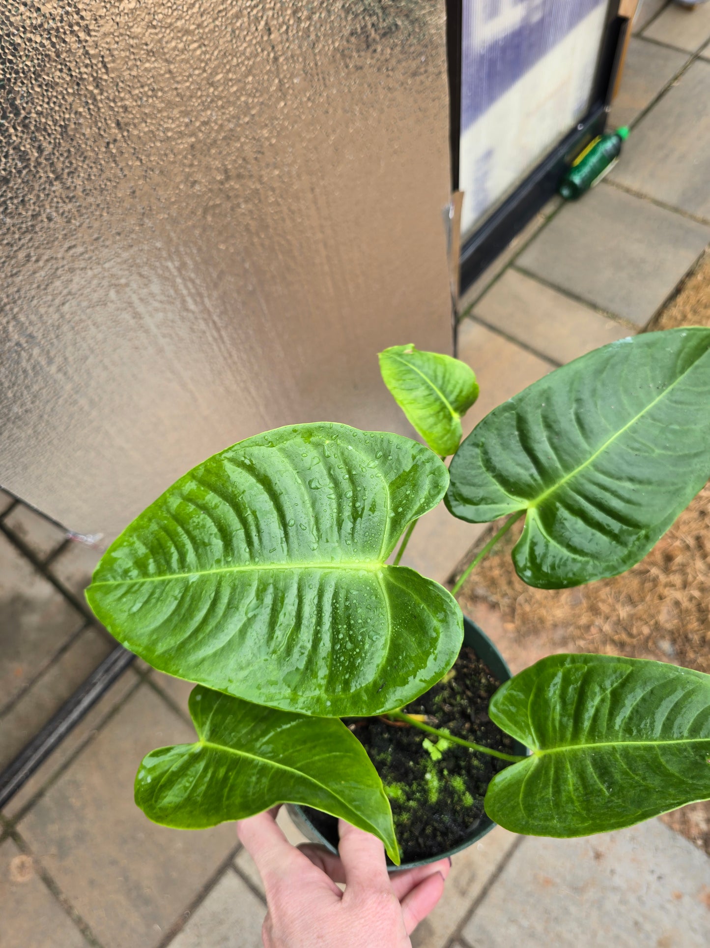 Anthurium Veitchii King 6" - Not Pet Friendly - Pick Your Plant Option - Live Indoor Plant