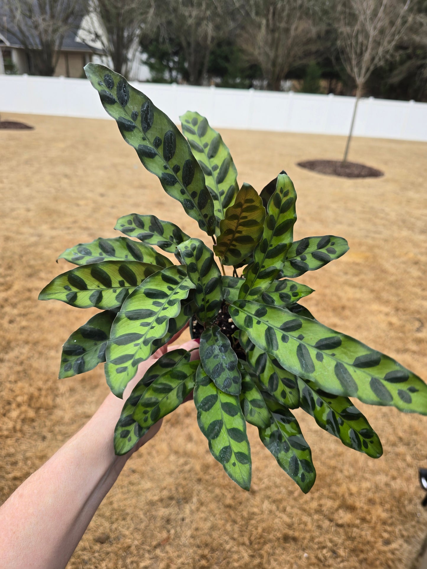 Calathea Rattlesnake 4" - Pet Friendly - Pick Your Plant Option - Live Indoor Plant
