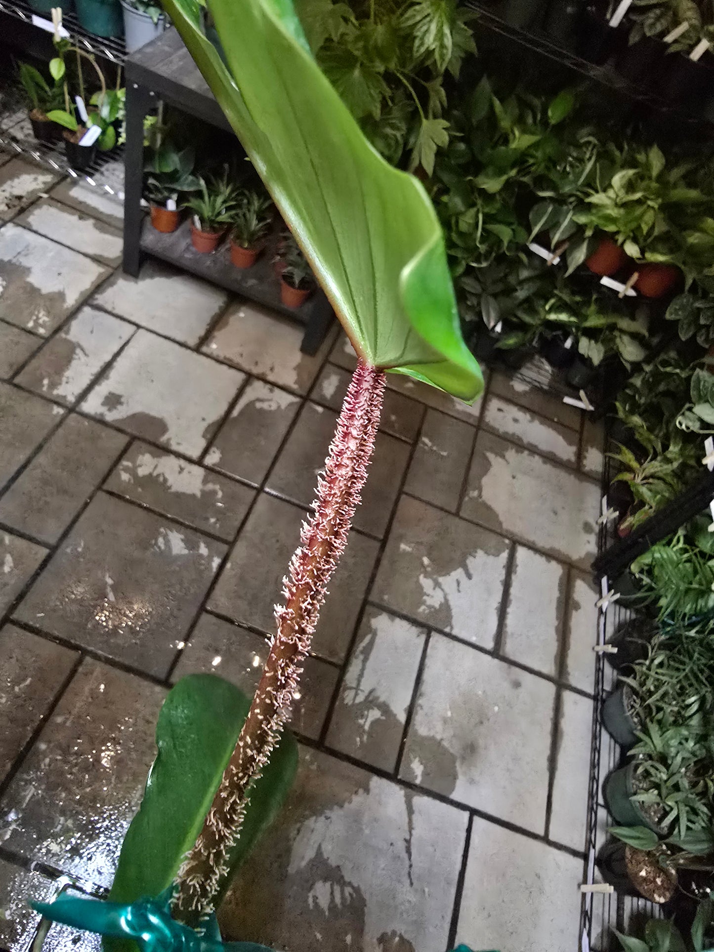 Philodendron Squamiferum 4" - Not Pet Friendly - Pick Your Plant Option - Live Indoor Plant