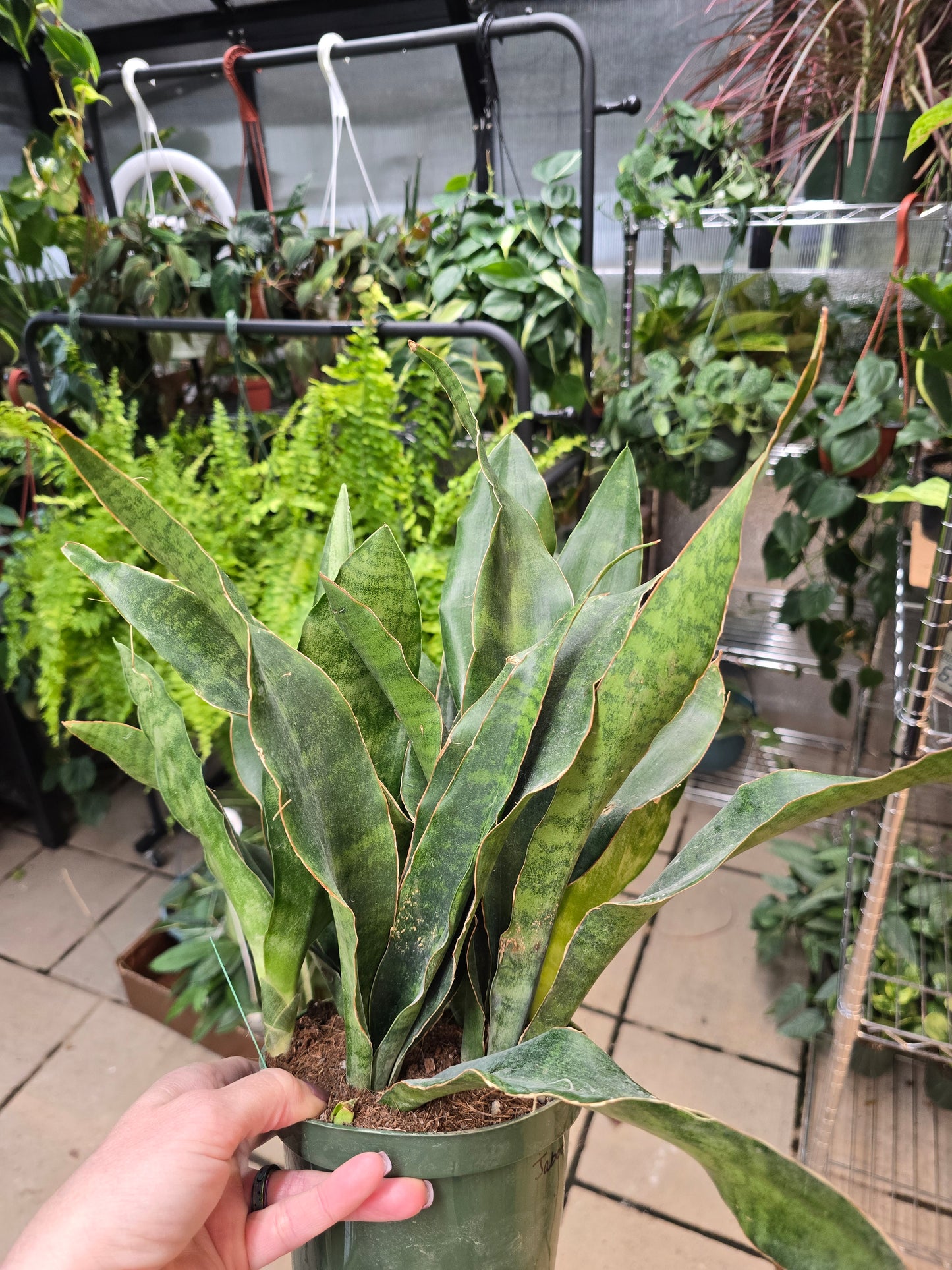 Sansevieria Jaboa 6" - Not Pet Friendly - Pick Your Plant Option - Live Indoor Plant