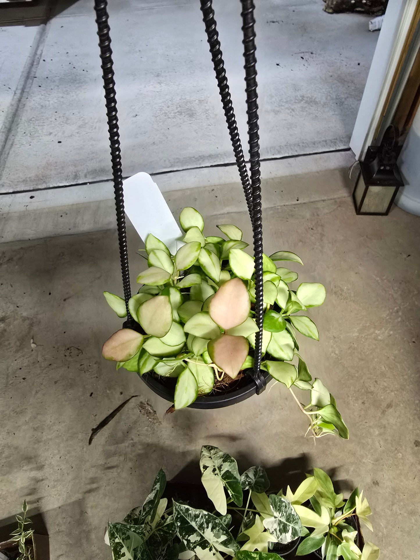 4" Hoya Heuschkeliana Variegated Hanging Basket - Pet Friendly - Pick Your Plant Option - Live Indoor Plant