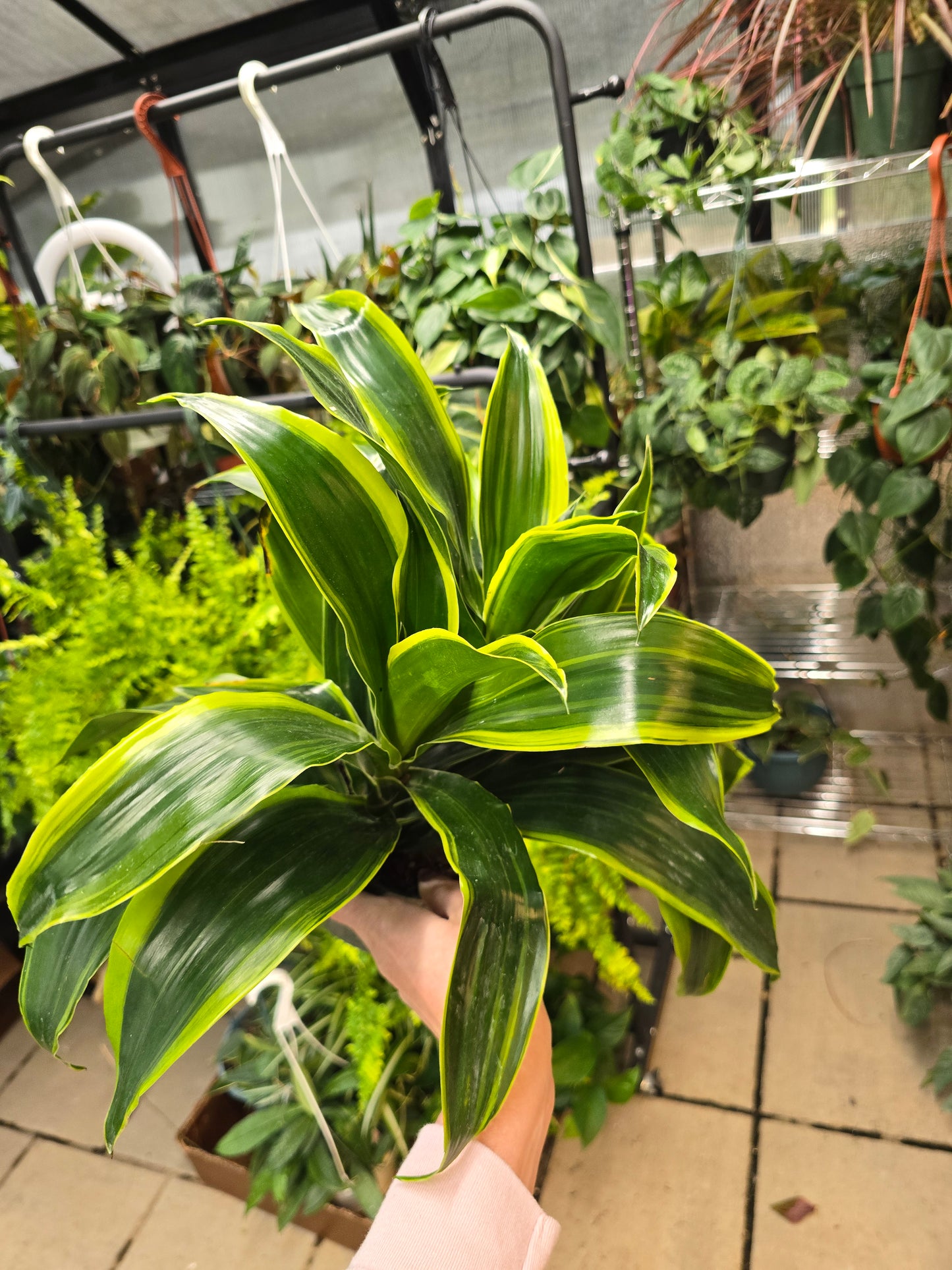 Dracaena Carmen 6” - Not Pet Friendly - Pick Your Plant Option - Live Indoor Plant