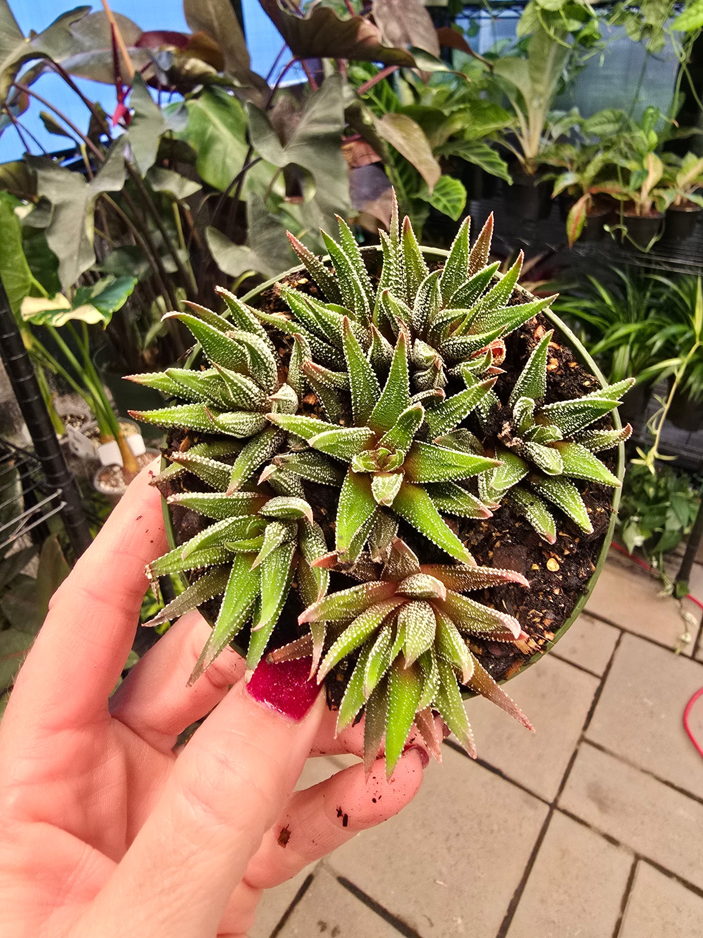 Hawarthia Assorted 4" - Pet Friendly - Pick Your Plant Option - Live Indoor Plant