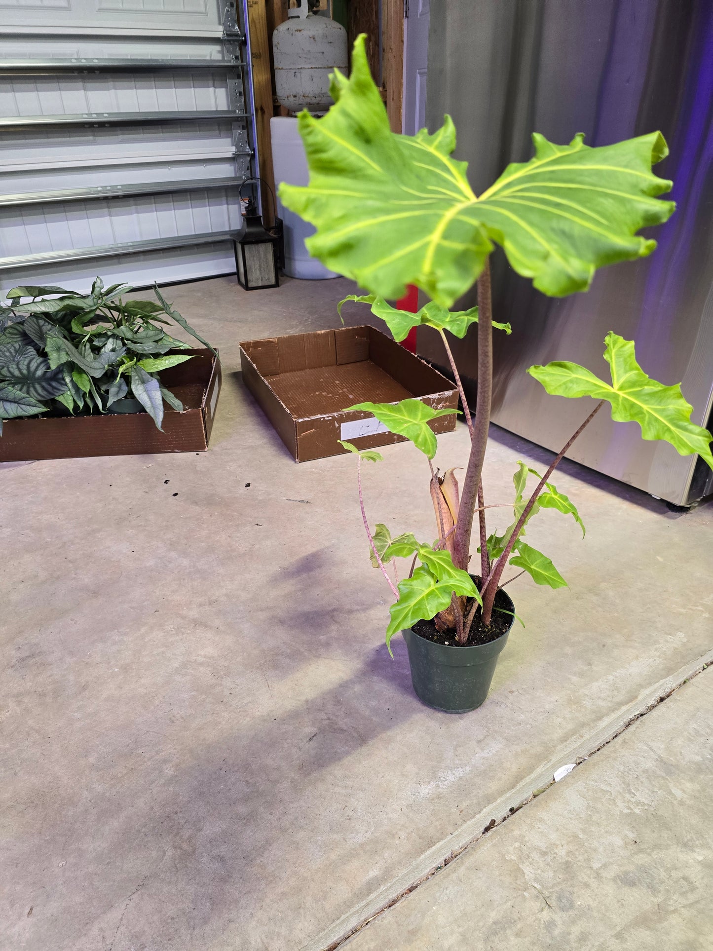 6" Alocasia Golden Dragon - Not Pet Friendly - Pick Your Plant Option - Live Indoor Plant