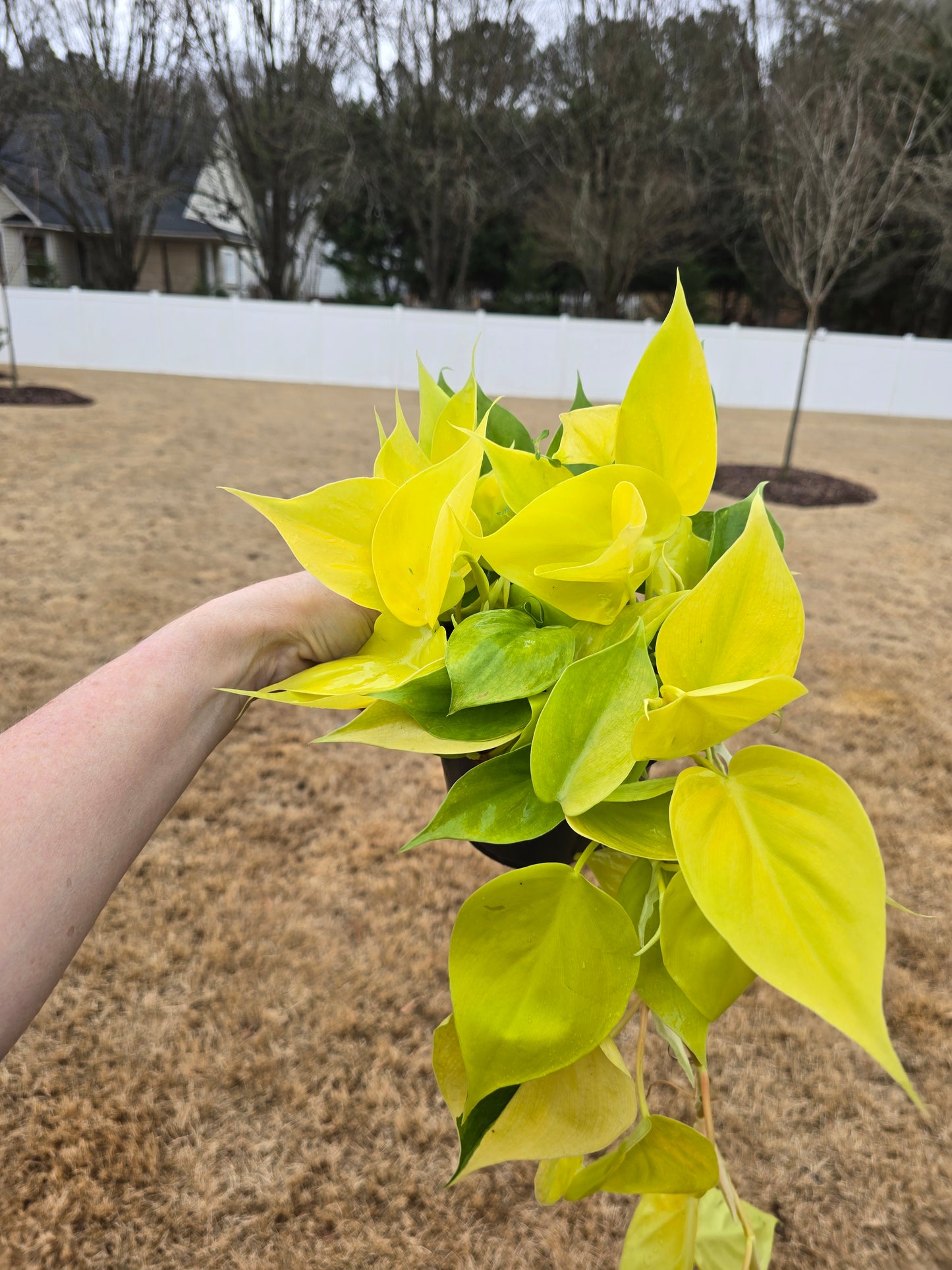 Philodendron Neon 6" - Not Pet Friendly - Pick Your Plant Option - Live Indoor Plant