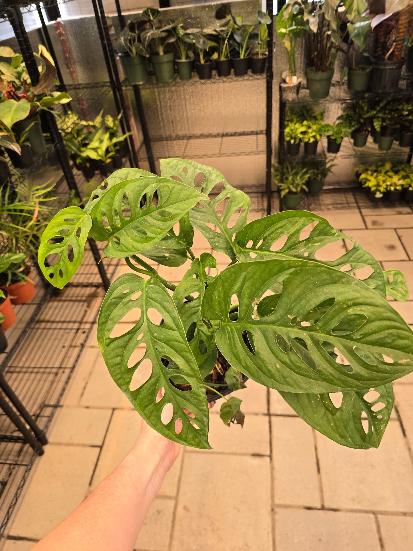 Monstera Adansonii (Swiss Cheese Plant) 1G - Not Pet Friendly - Pick Your Plant Option - Live Indoor Plant
