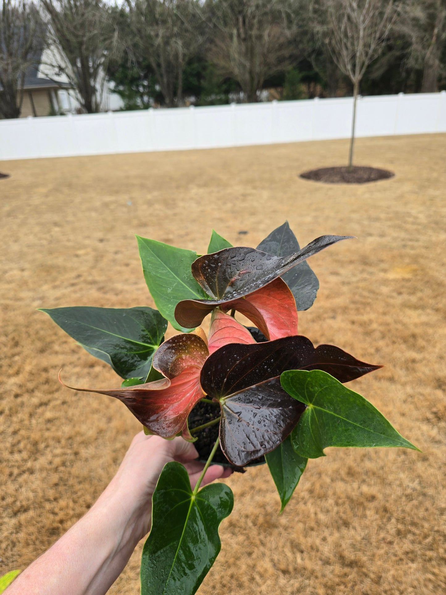 Anthurium Rainbow Champion 6" - Not Pet Friendly - Pick Your Plant Option - Live Indoor Plant
