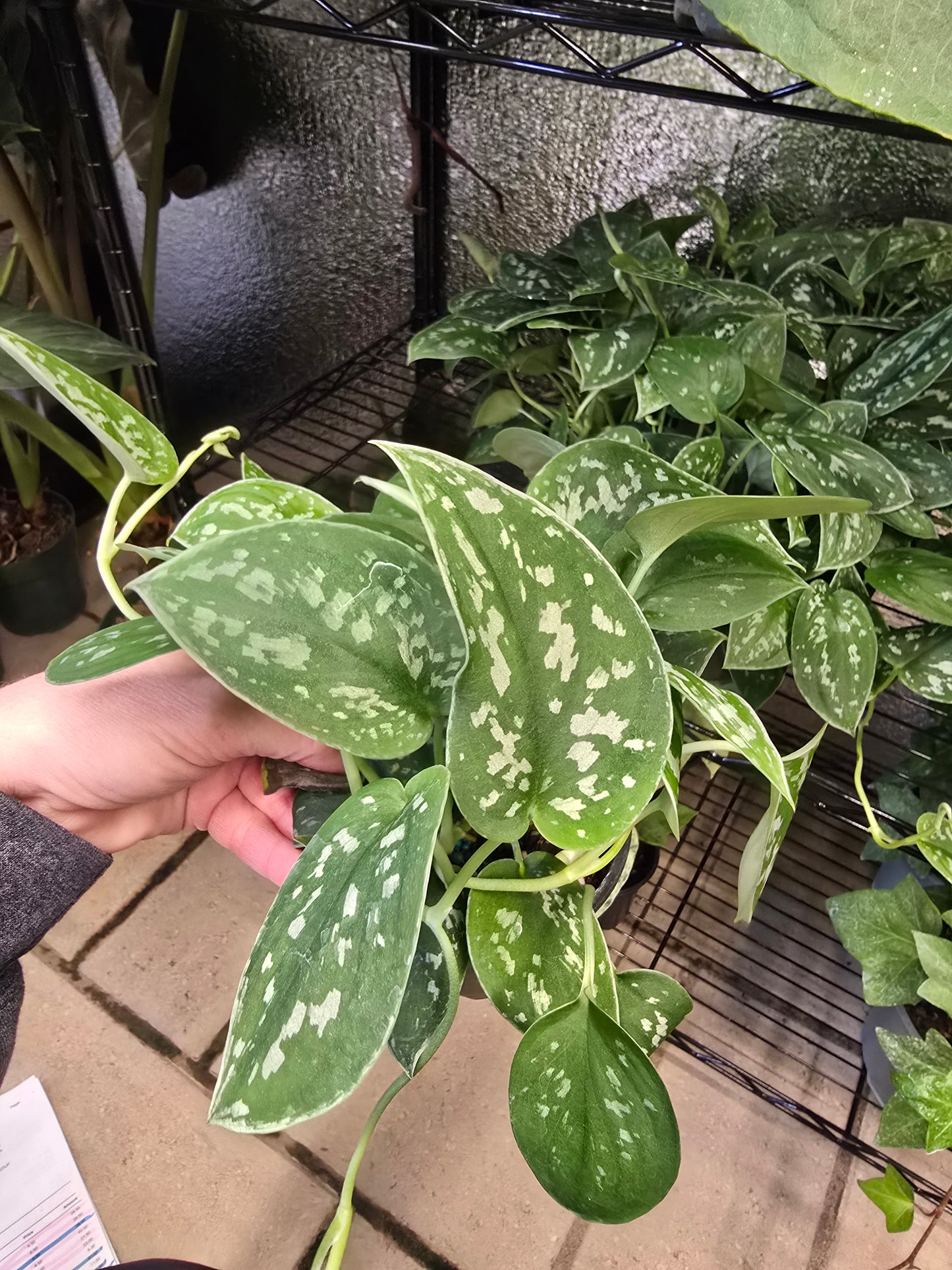 Scindapsus Pictus 4" - Not Pet Friendly - Pick Your Plant Option - Live Indoor Plant