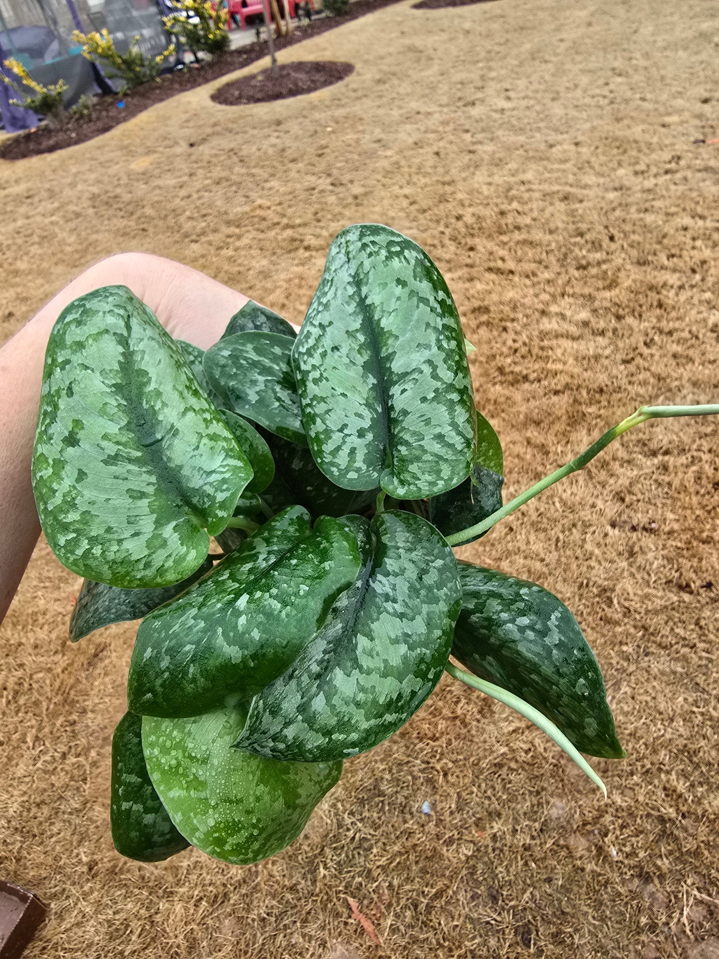 Scindapsus Silver Splash 4" - Not Pet Friendly - Pick Your Plant Option - Live Indoor Plant