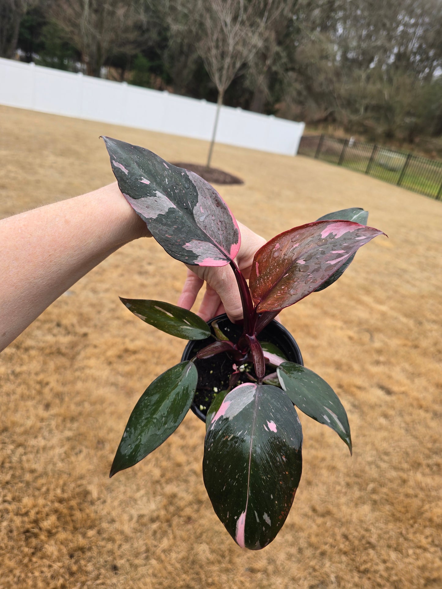 Blemished Philodendron Pink Princess Marble 4" - Not Pet Friendly - Pick Your Plant Option - Live Indoor Plant