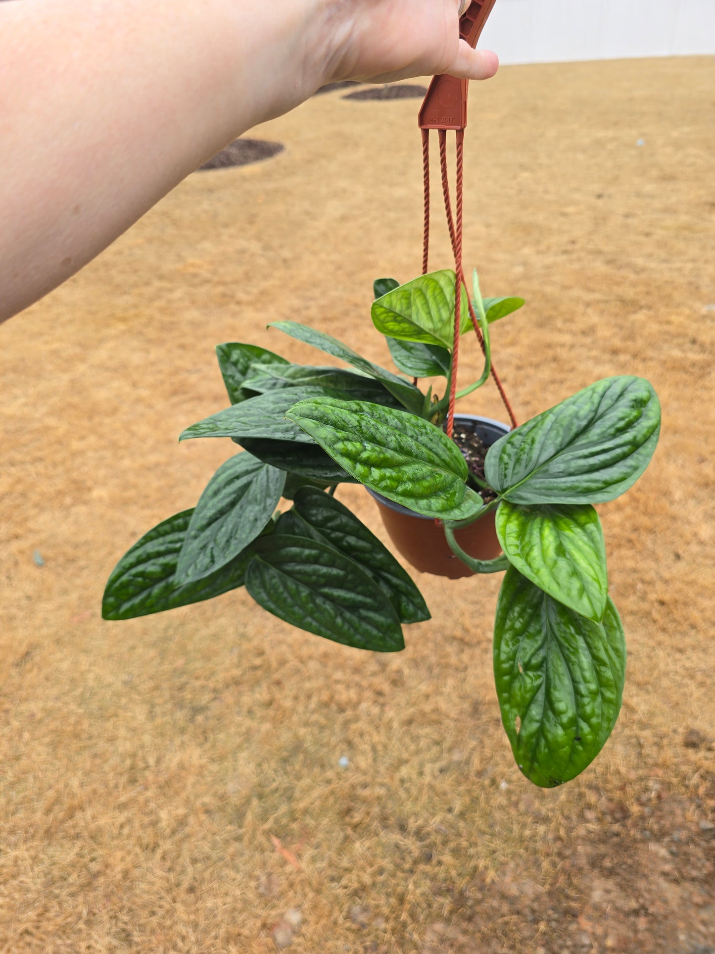 Monstera Peru 6" Hanging Basket - Not Pet Friendly - Pick Your Plant Option - Live Indoor Plant