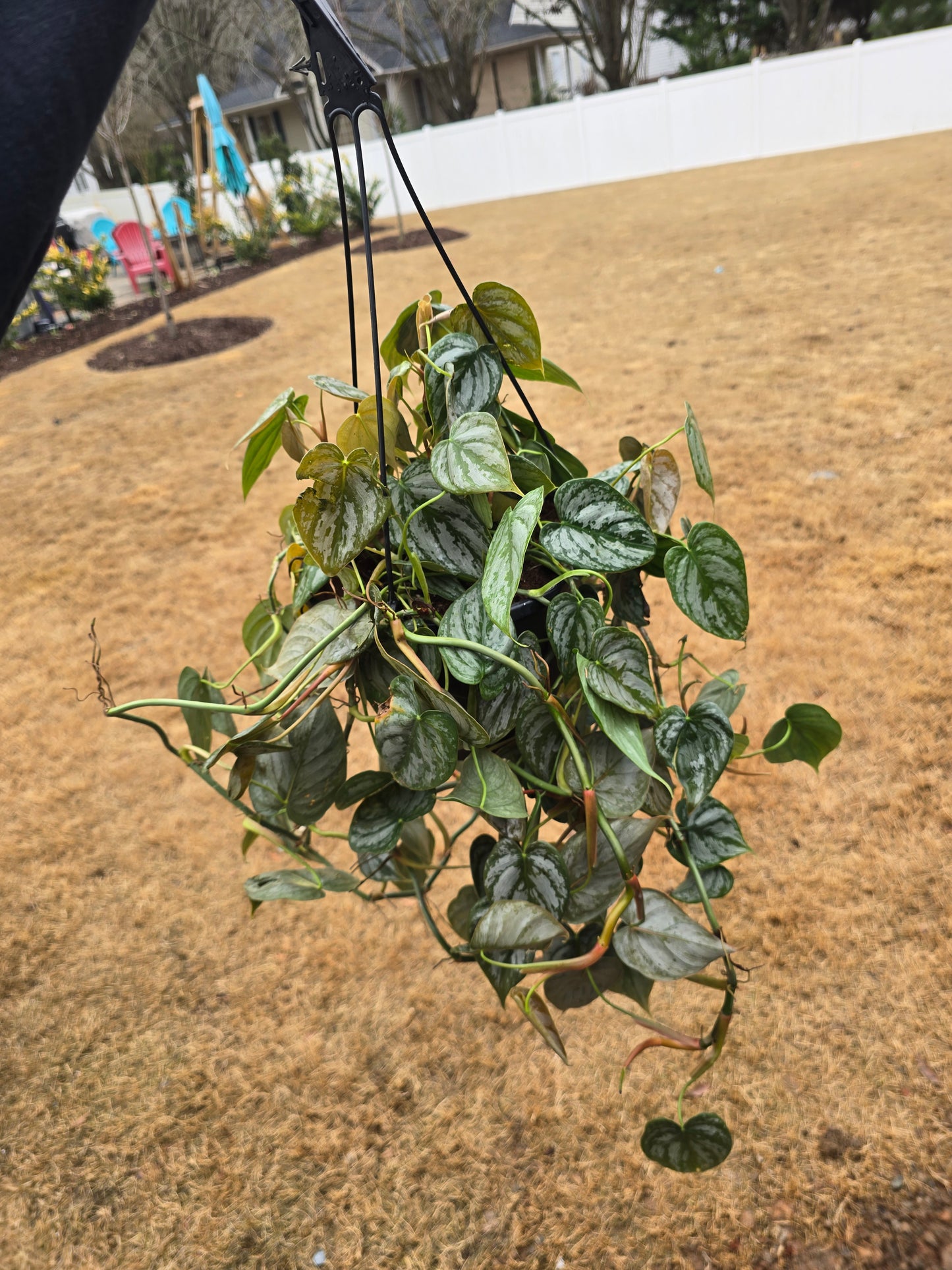 Philodendron Brandtianum 8" Hanging Basket - Not Pet Friendly - Pick Your Plant Option - Live Indoor Plant