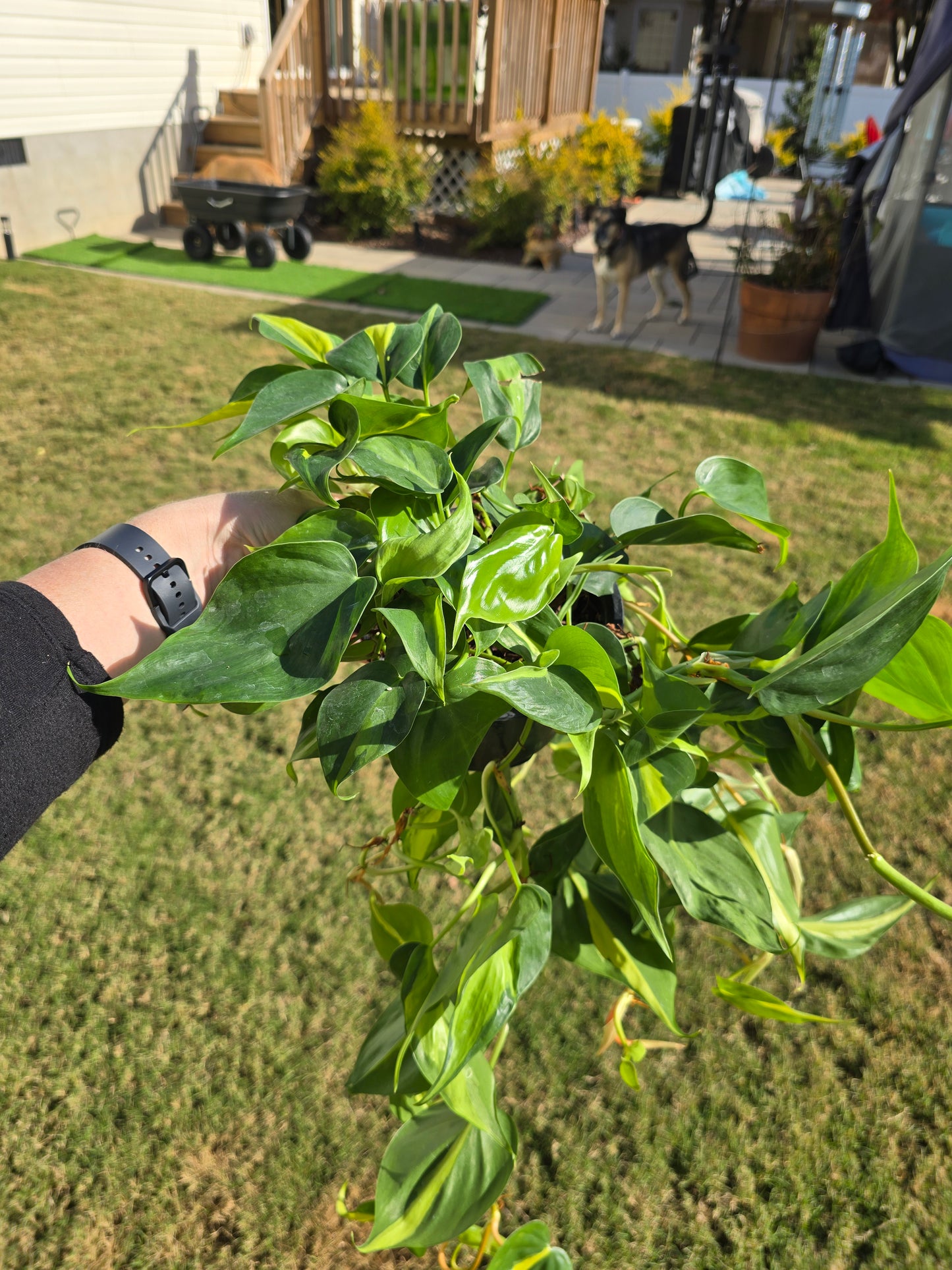 Philodendron Brasil 6" - Not Pet Friendly - Pick Your Plant Option - Indoor Plant