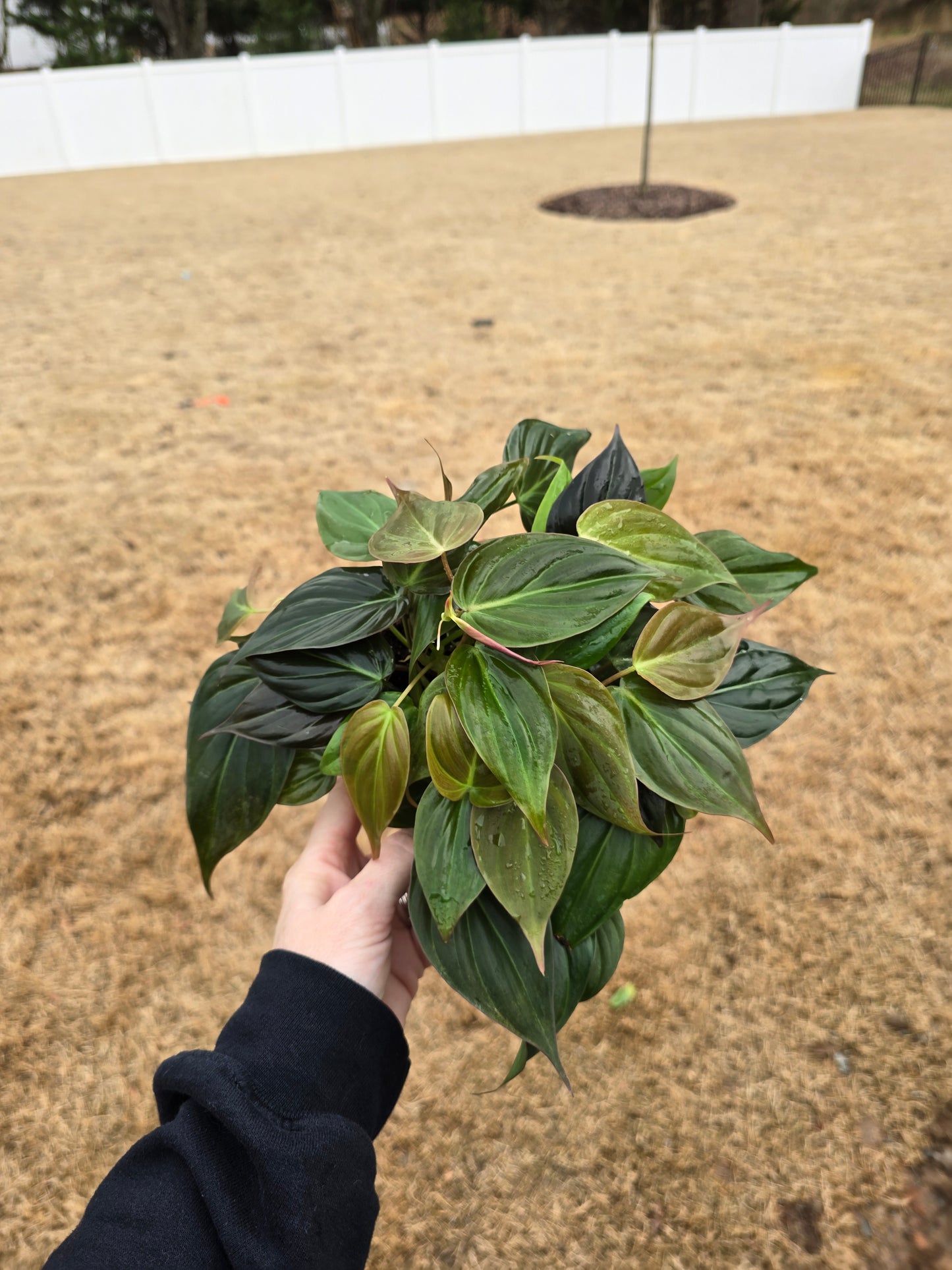 Philodendron Micans (Velvet Leaf) 6" - Not Pet Friendly - Pick Your Plant Option - Indoor Plant