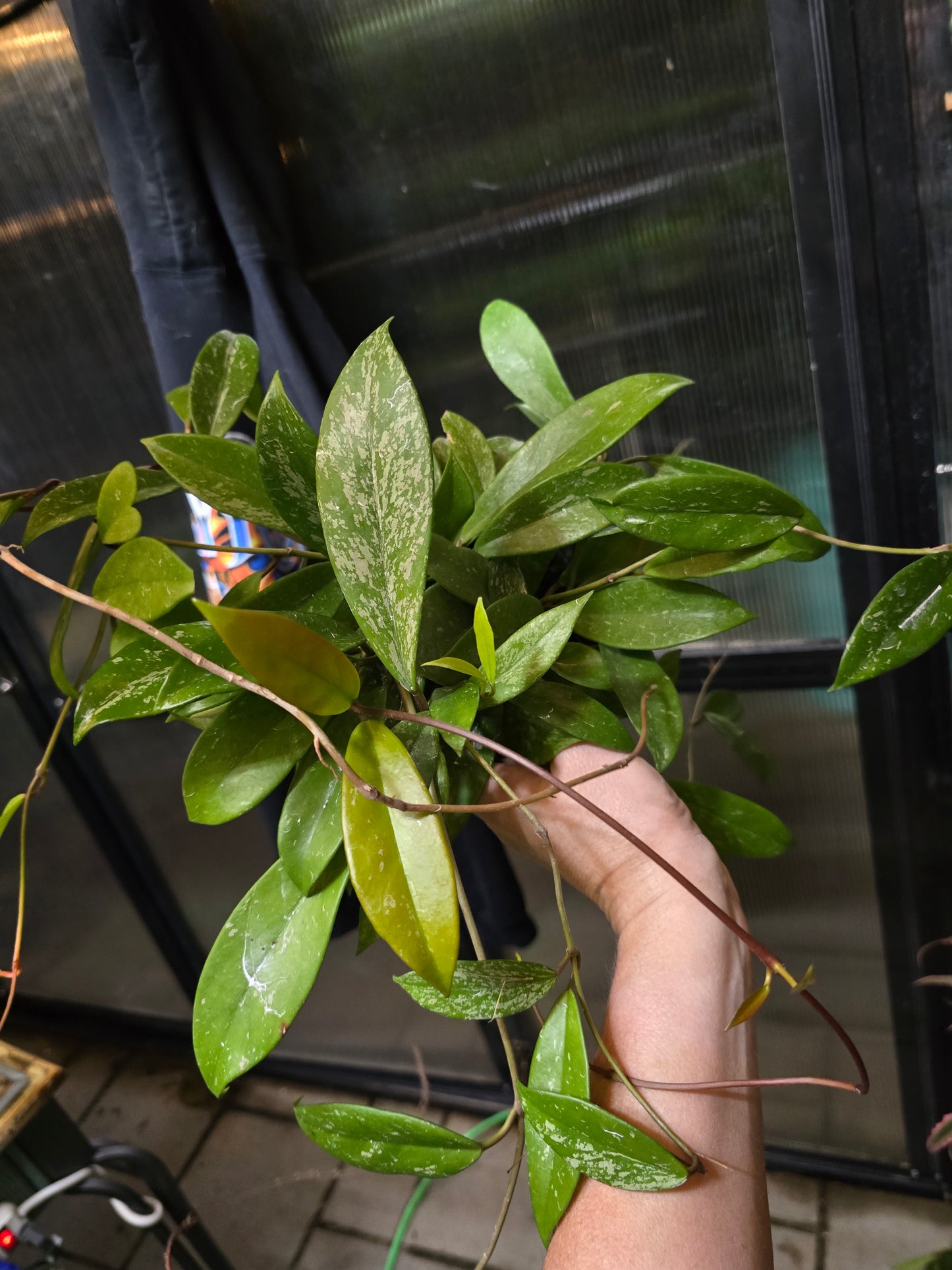 6" Hoya Pubicalyx - Pet Friendly - Pick Your Plant Option - Live Indoor Plant