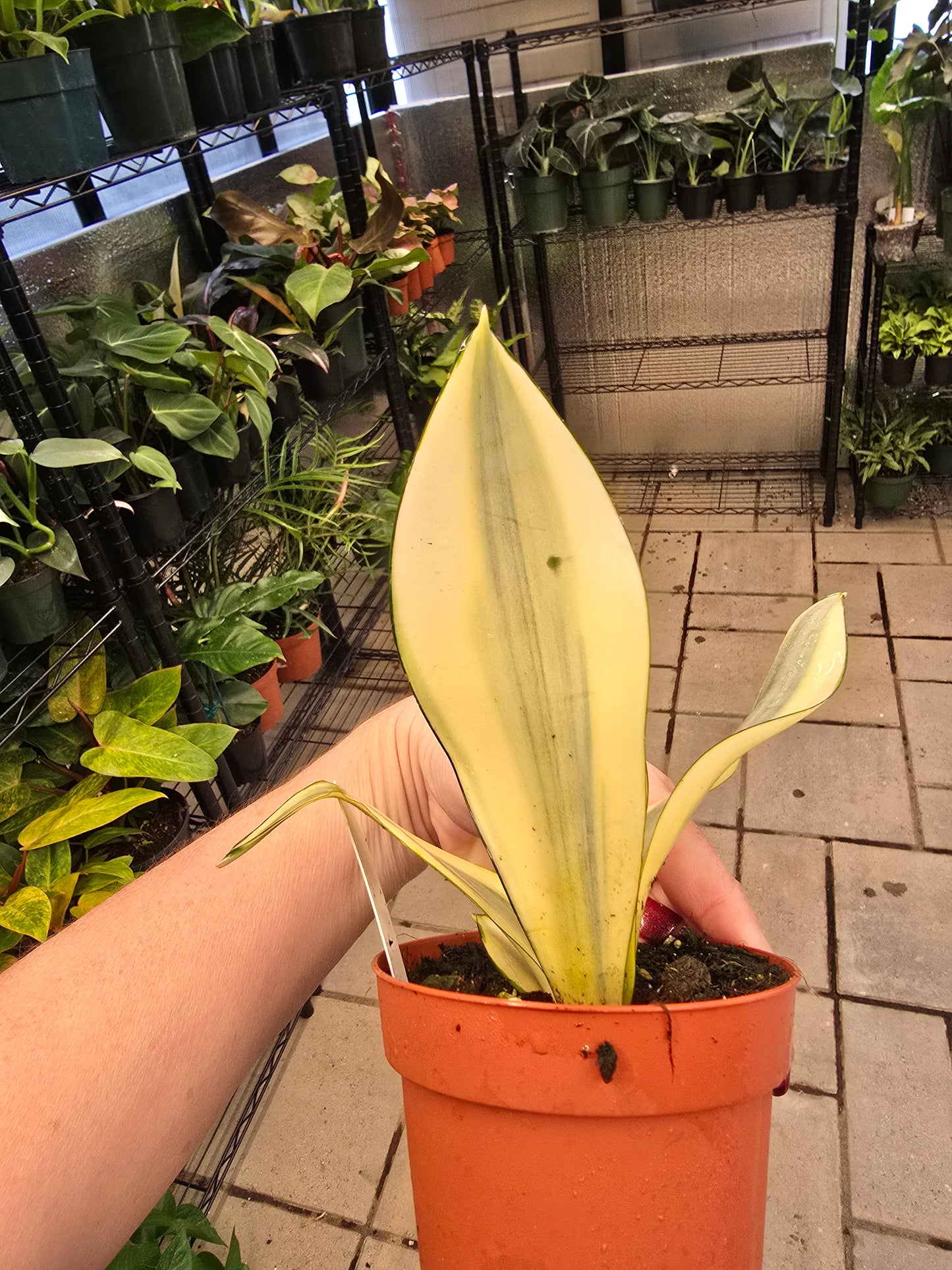Sansevieria Ghost 4" - Not Pet Friendly - Pick Your Plant Option - Live Indoor Plant