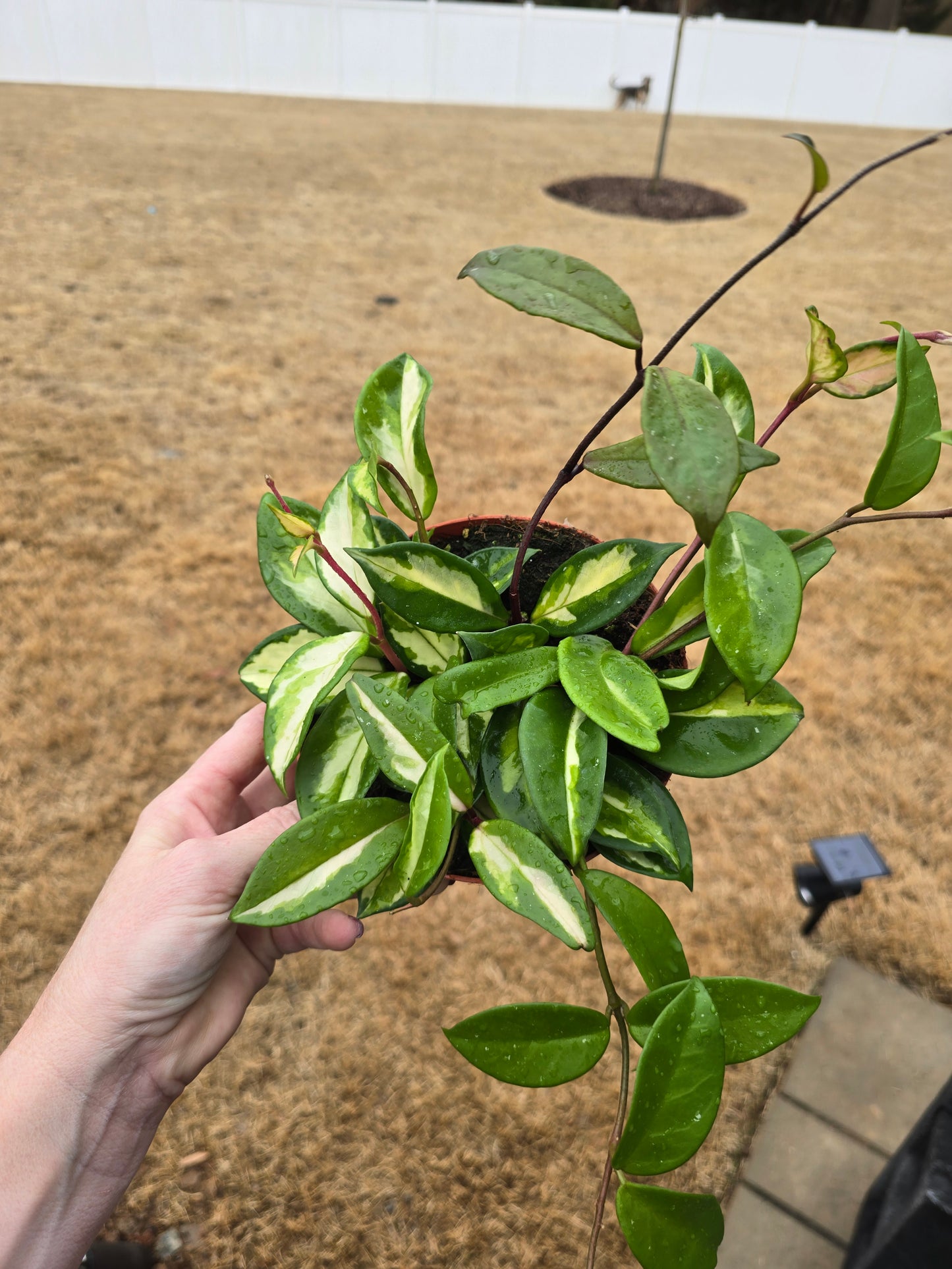 Hoya Krimson Princess 6" - Pet Friendly - Pick Your Plant Option - Live Indoor Plant