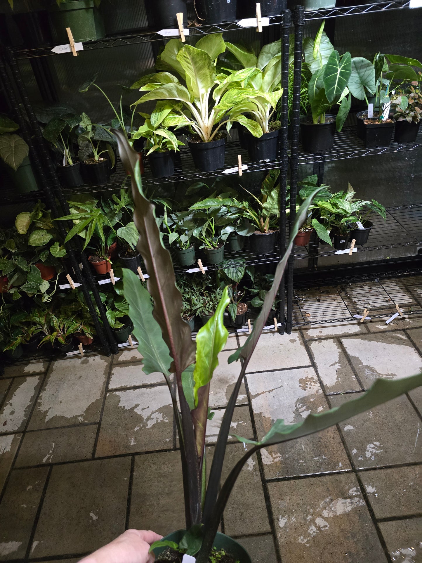 6" Alocasia Lauterbachiana (Purple Sword) - Not Pet Friendly - Exact Plant - Live Indoor Plant