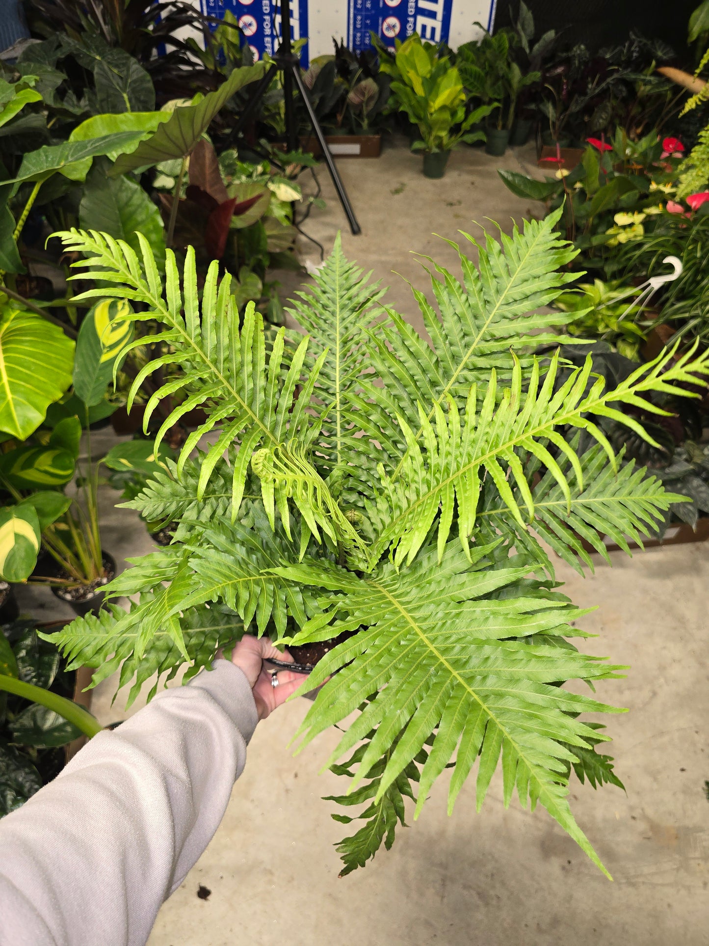 Silver Lady Tree Fern 8" - Pet Friendly - Pick Your Plant Option - Live Indoor Plant