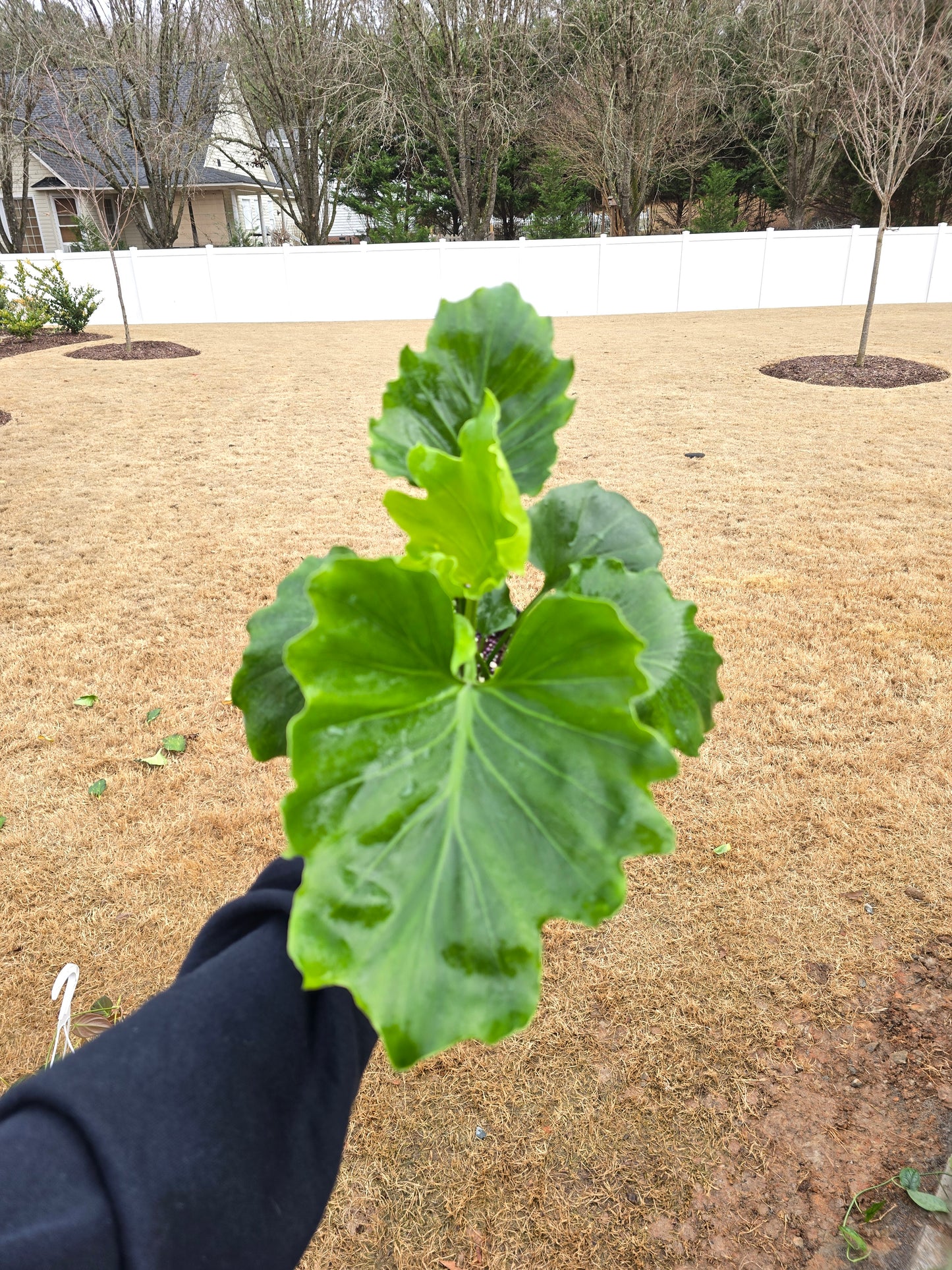 Philodendron Hope 6" - Not Pet Friendly - Pick Your Plant Option - Live Indoor Plant