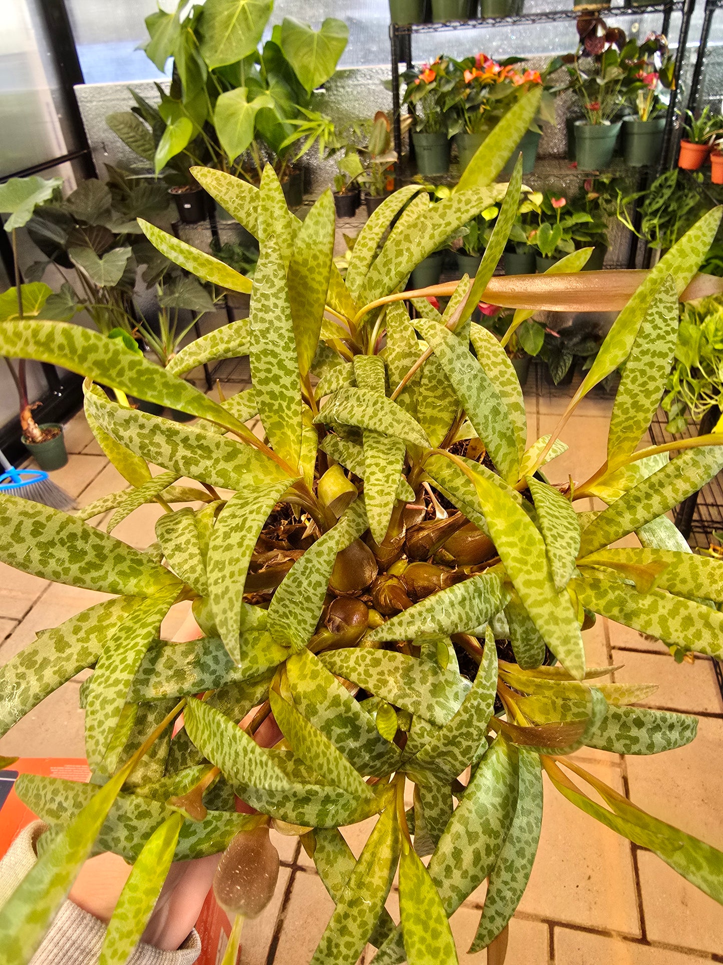 Scilla Violacea Leopard Lily (Silver Quill) 6" - Not Pet Friendly - Pick Your Plant Option - Live Indoor Plant