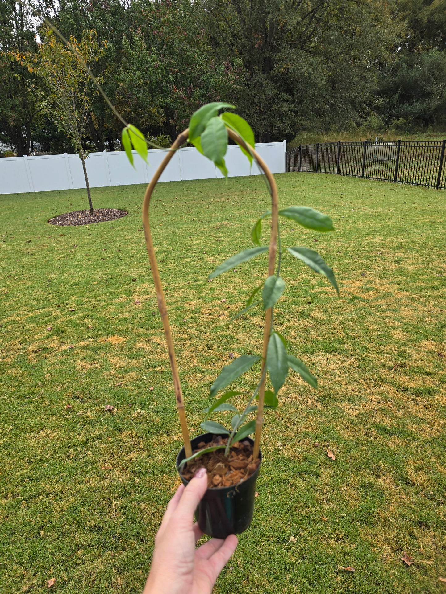 Hoya Wallichii w/Trellis 4" - Pet Friendly - Pick Your Plant Option - Live Indoor Plant