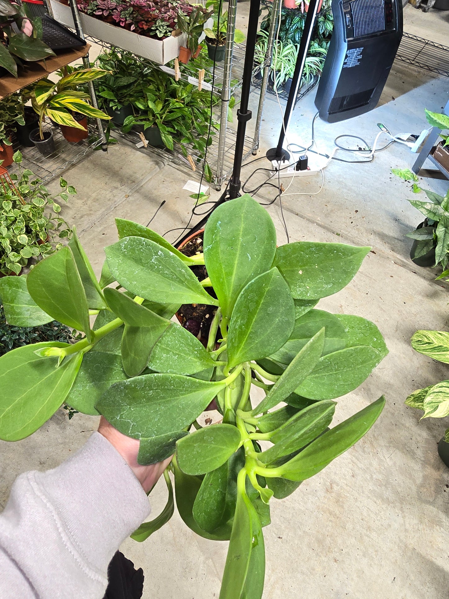 Hoya Pachyclada 4" - Pet Friendly - Pick Your Plant Option - Live Indoor Plant