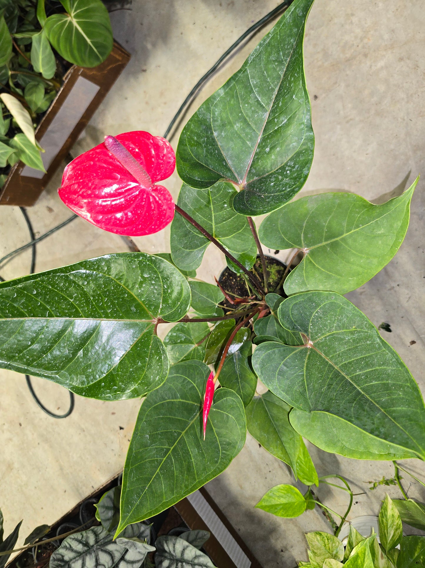 Anthurium Red Heart 6" - Not Pet Friendly - Pick Your Plant Option - Live Indoor Plant