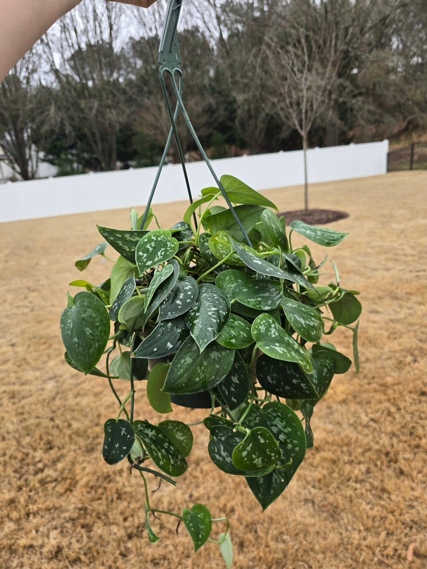 Scindapsus Pictus 6" Hanging Basket - Not Pet Friendly - Pick Your Plant Option - Live Indoor Plant