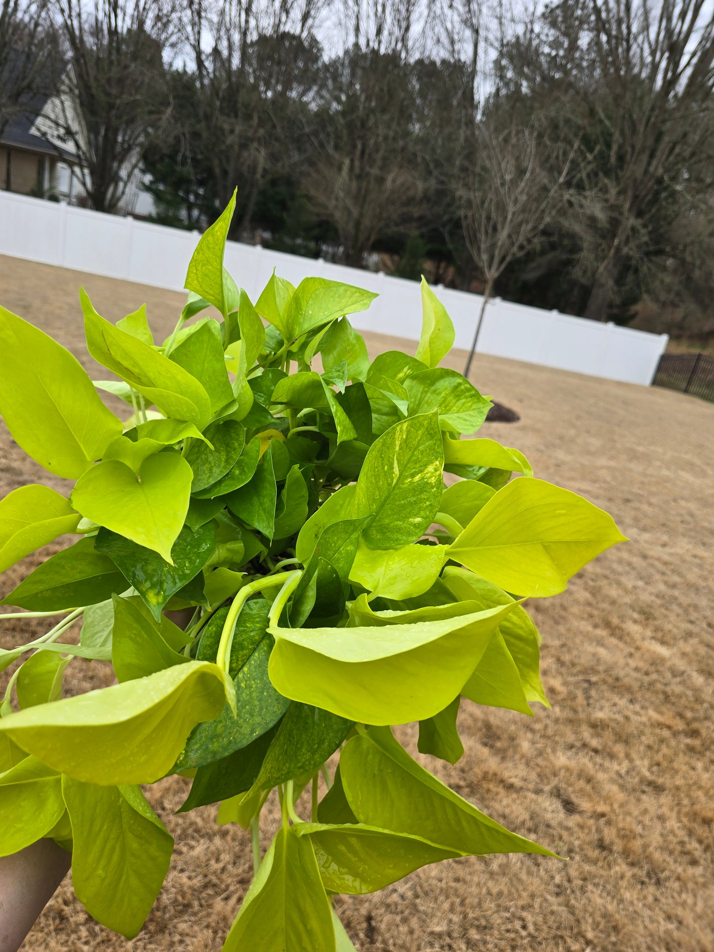 Pothos Neon 6" - Not Pet Friendly - Pick Your Plant Option - Live Indoor Plant
