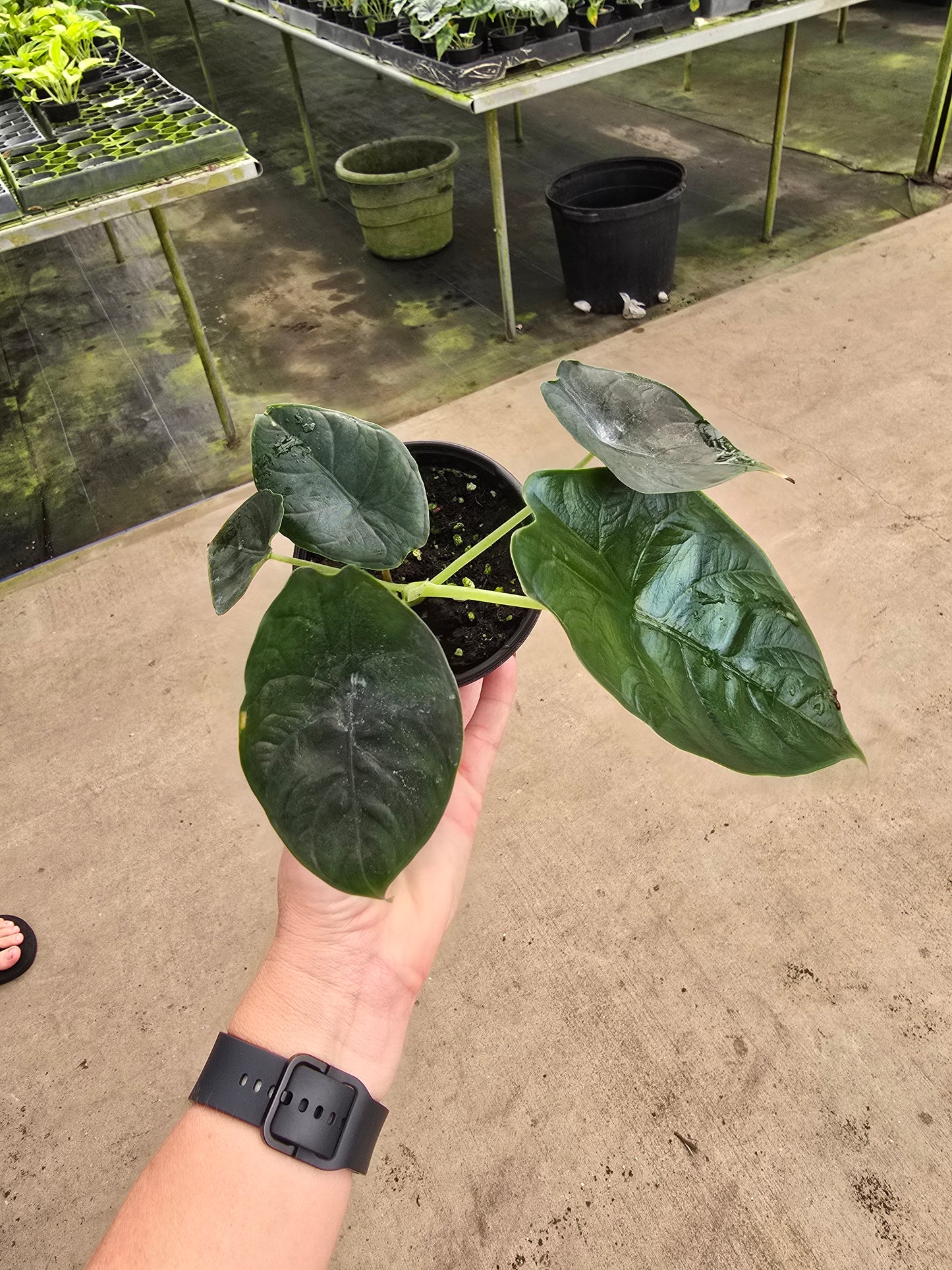 Alocasia Green Unicorn (Azlanii x Dragon Scale) 4" - Not Pet Friendly - Pick Your Plant Option - Live Indoor Plant