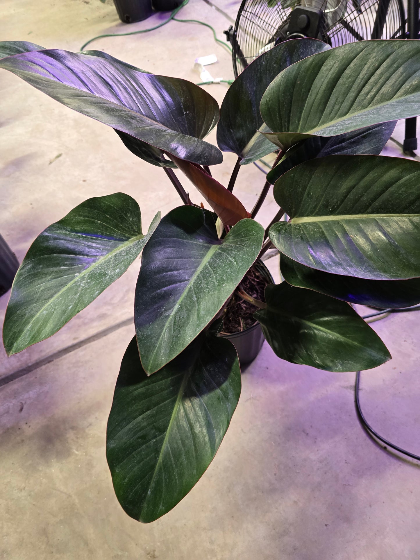 Philodendron Roho Congo 3g - Not Pet Friendly - Pick Your Plant Option - Indoor Plant