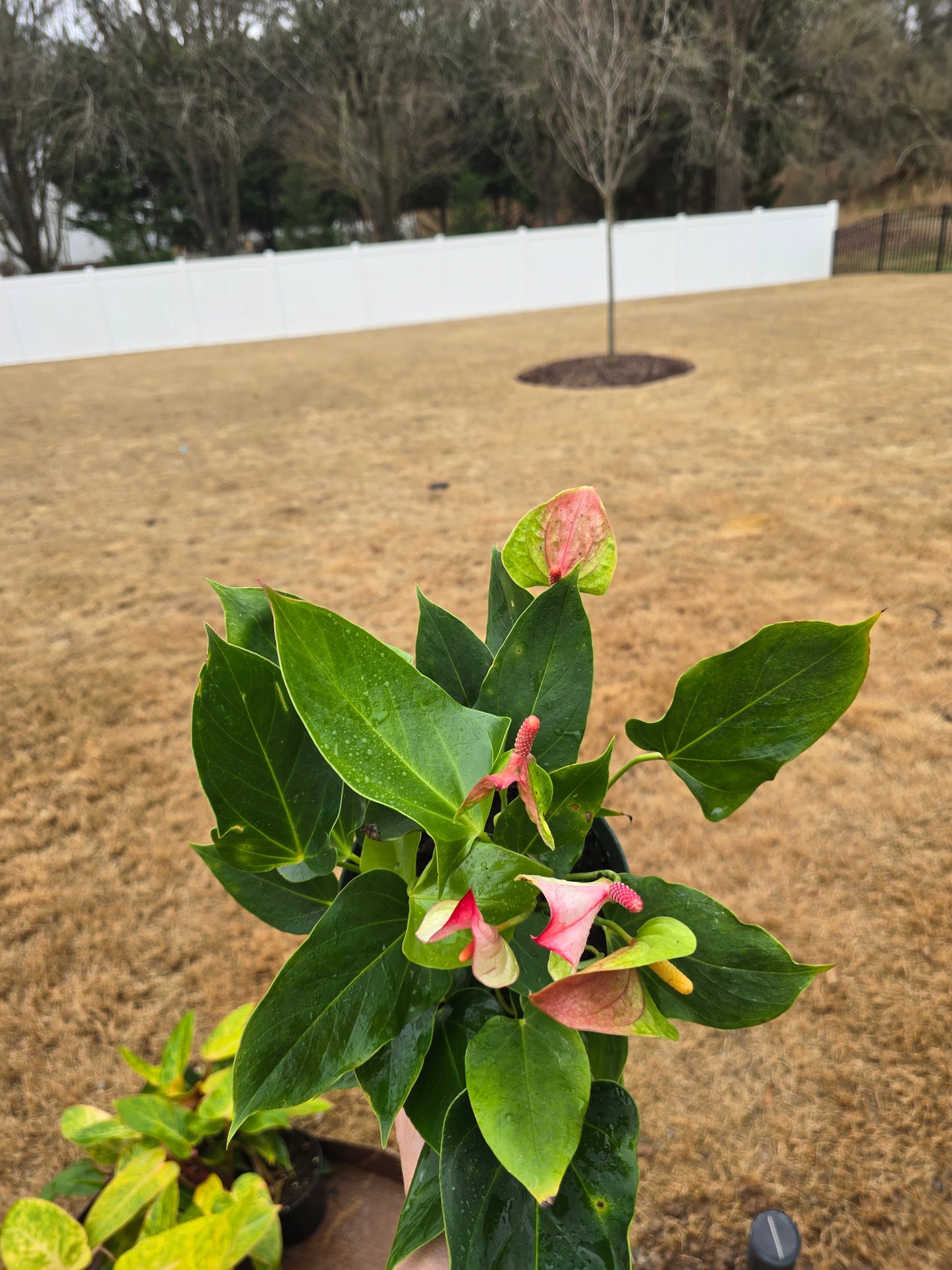 Anthurium Mystique 6" - Not Pet Friendly - Pick Your Plant Option - Live Indoor Plant