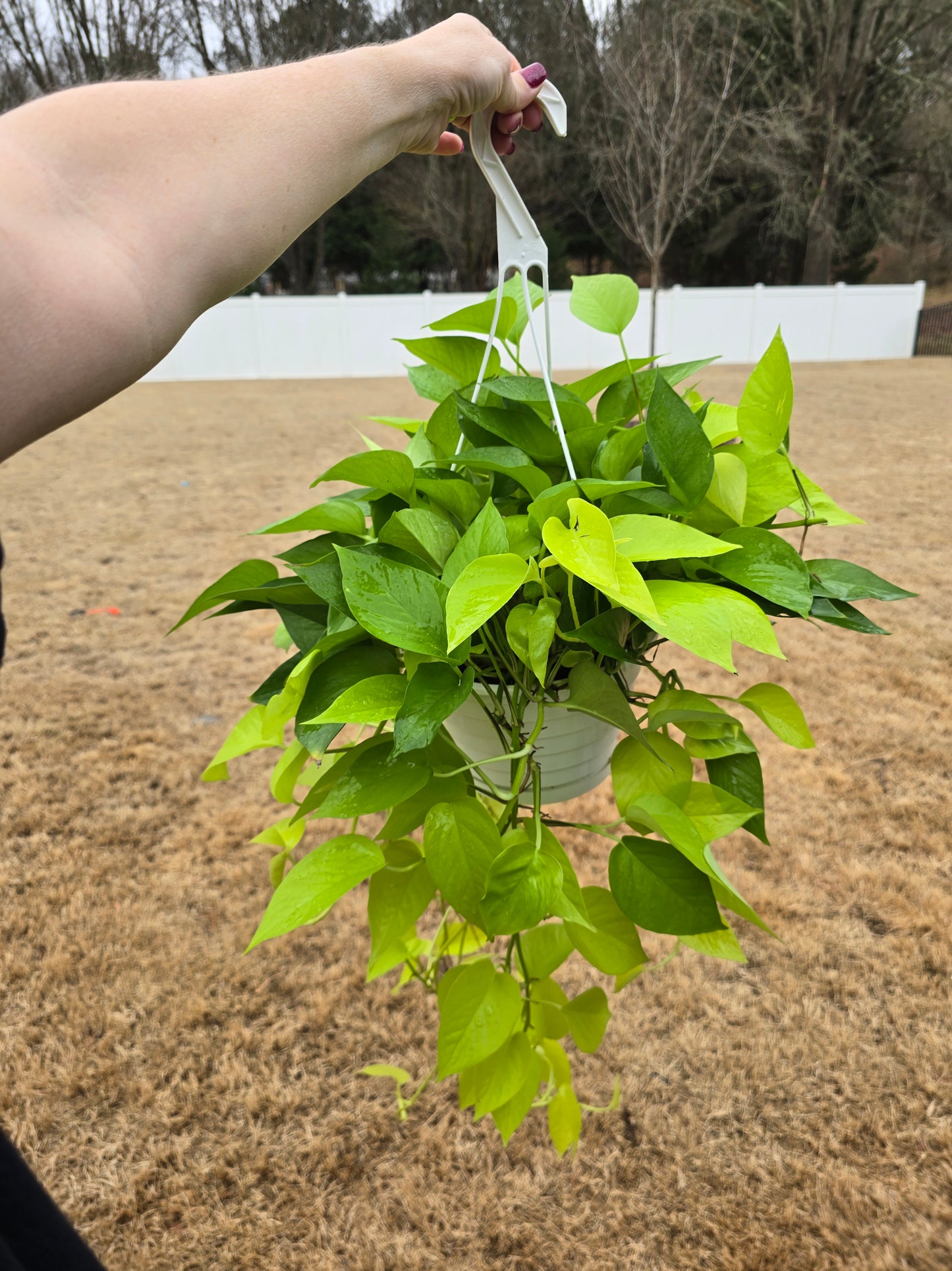 Pothos Neon 8" Hanging Basket - Not Pet Friendly - Pick Your Plant Option - Live Indoor Plant