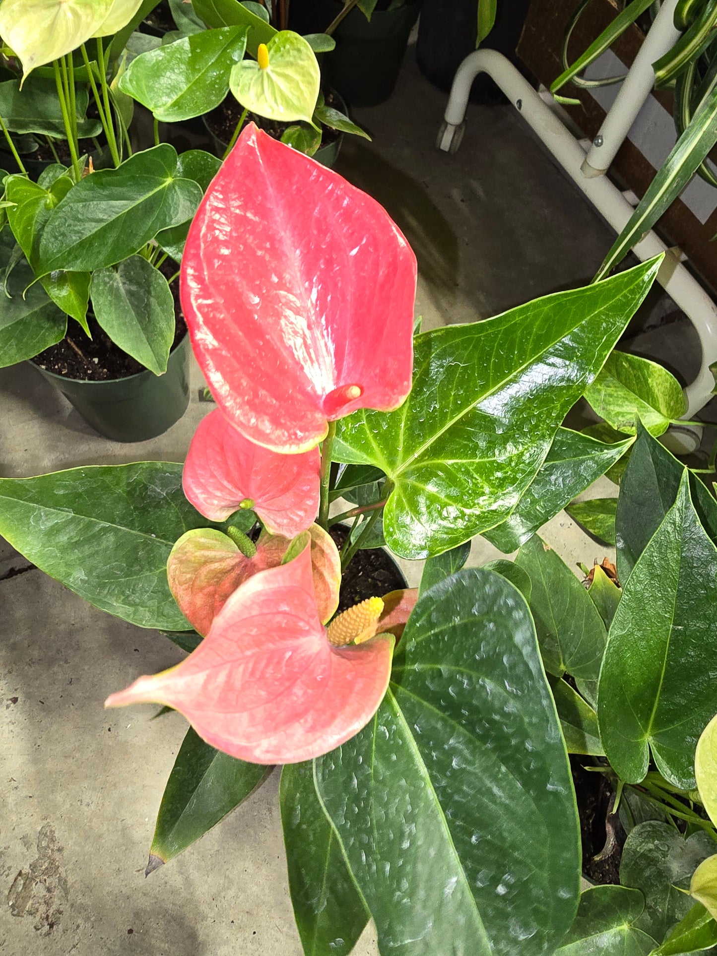Anthurium Matiz 6" - Not Pet Friendly - Pick Your Plant Option - Live Indoor Plant