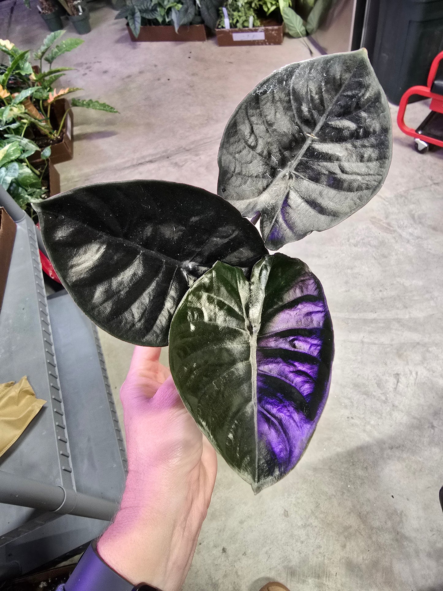 4" Alocasia Infernalis - Not Pet Friendly - Pick Your Plant Option - Live Indoor Plant