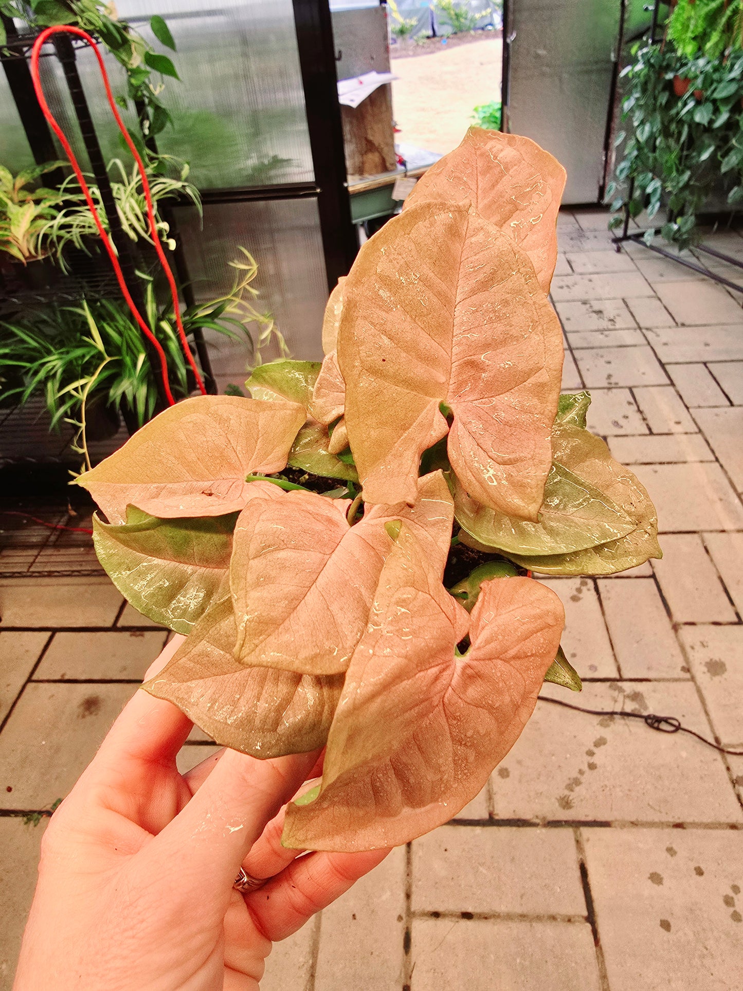 Syngonium Neon Pink 4" - Not Pet Friendly - Pick Your Plant Option - Live Indoor Plant