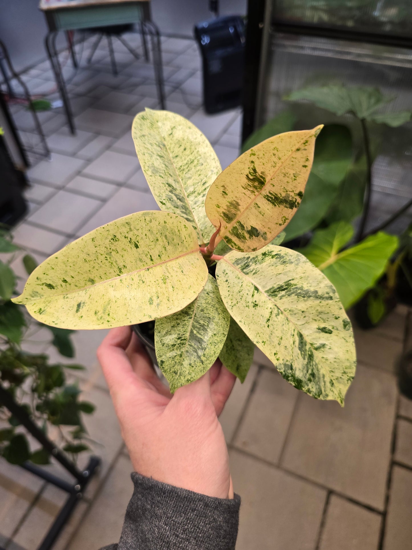 Ficus Shivereana Moonshine 4" - Not Pet Friendly - Pick Your Plant Option - Live Indoor Plant